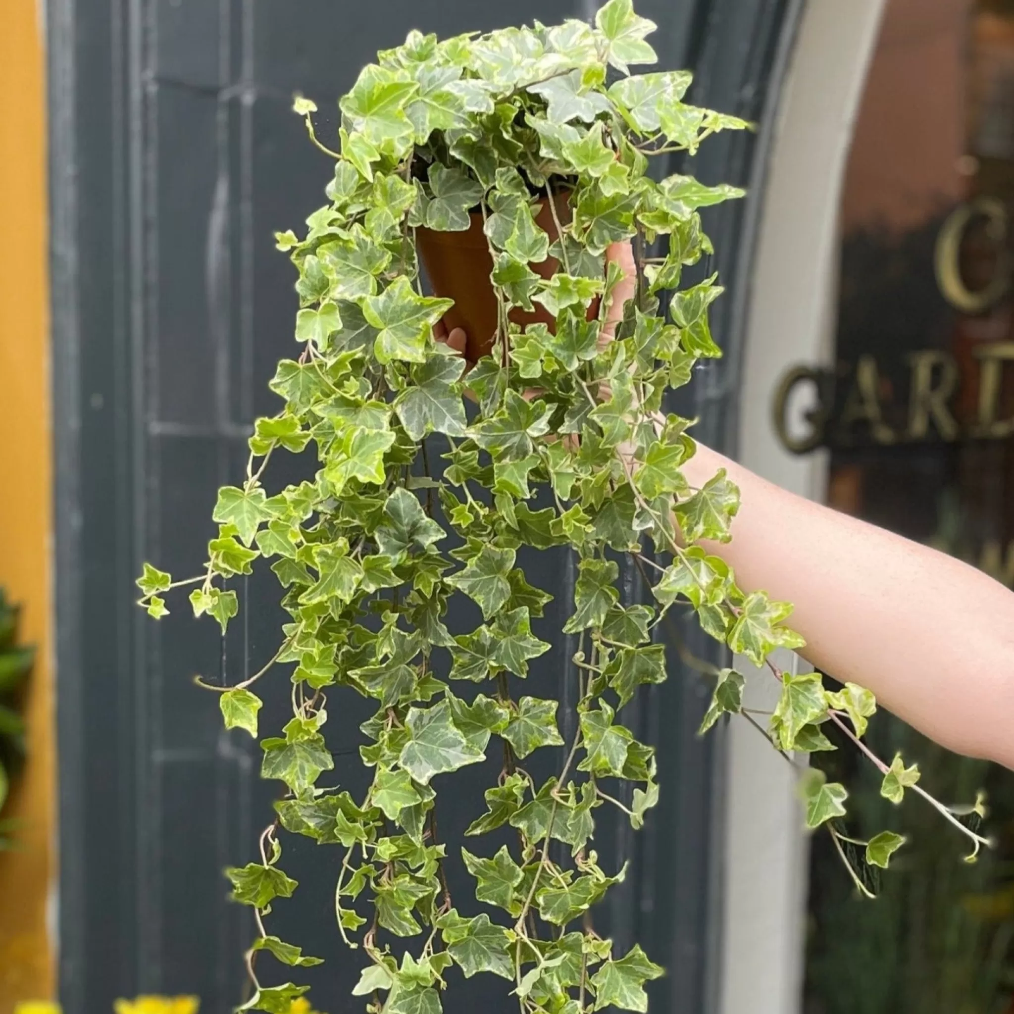 grow urban Hedera Helix 'Mint Kolibri'- Outdoor Plants | Top Air Purifying
