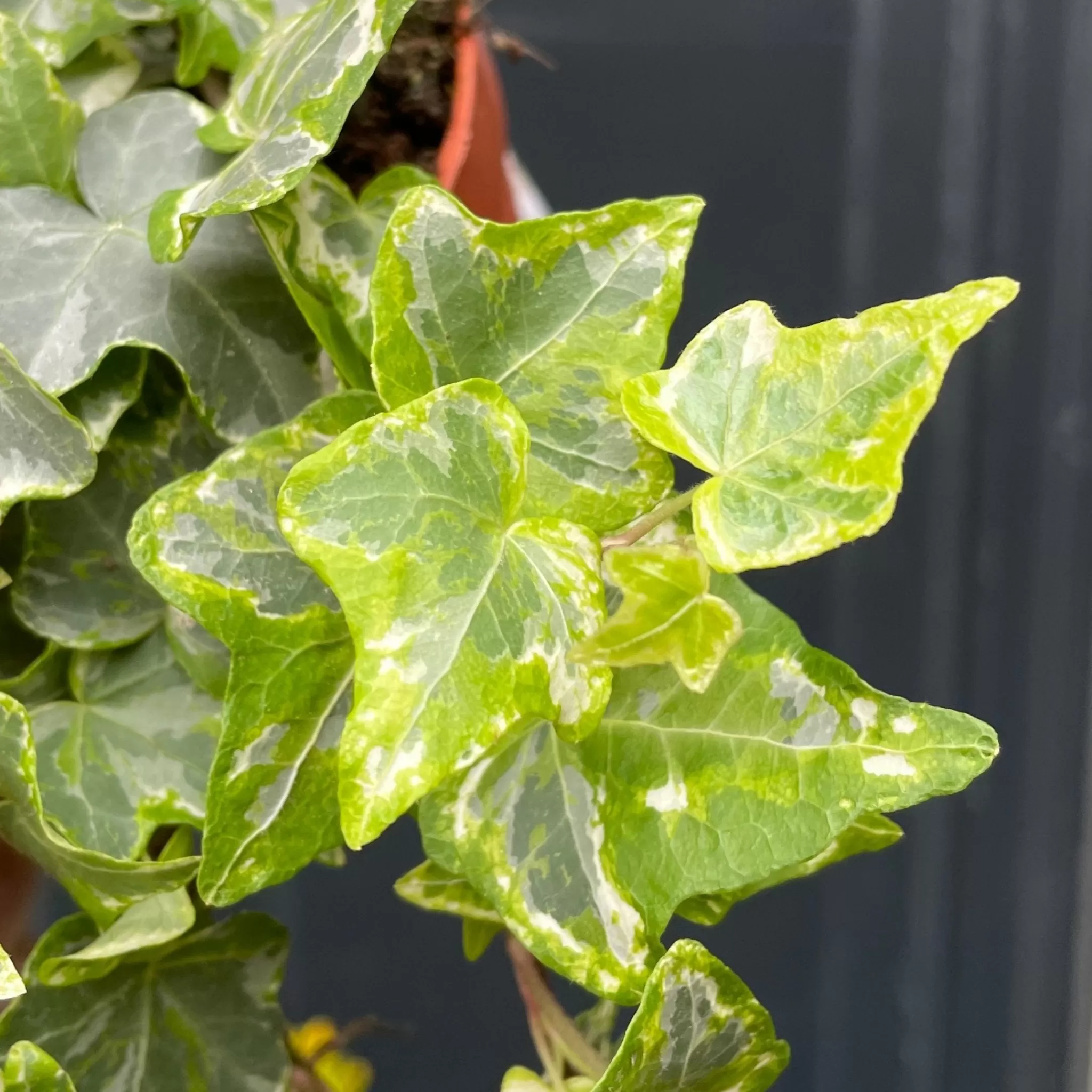 grow urban Hedera Helix 'Mint Kolibri'- Outdoor Plants | Top Air Purifying