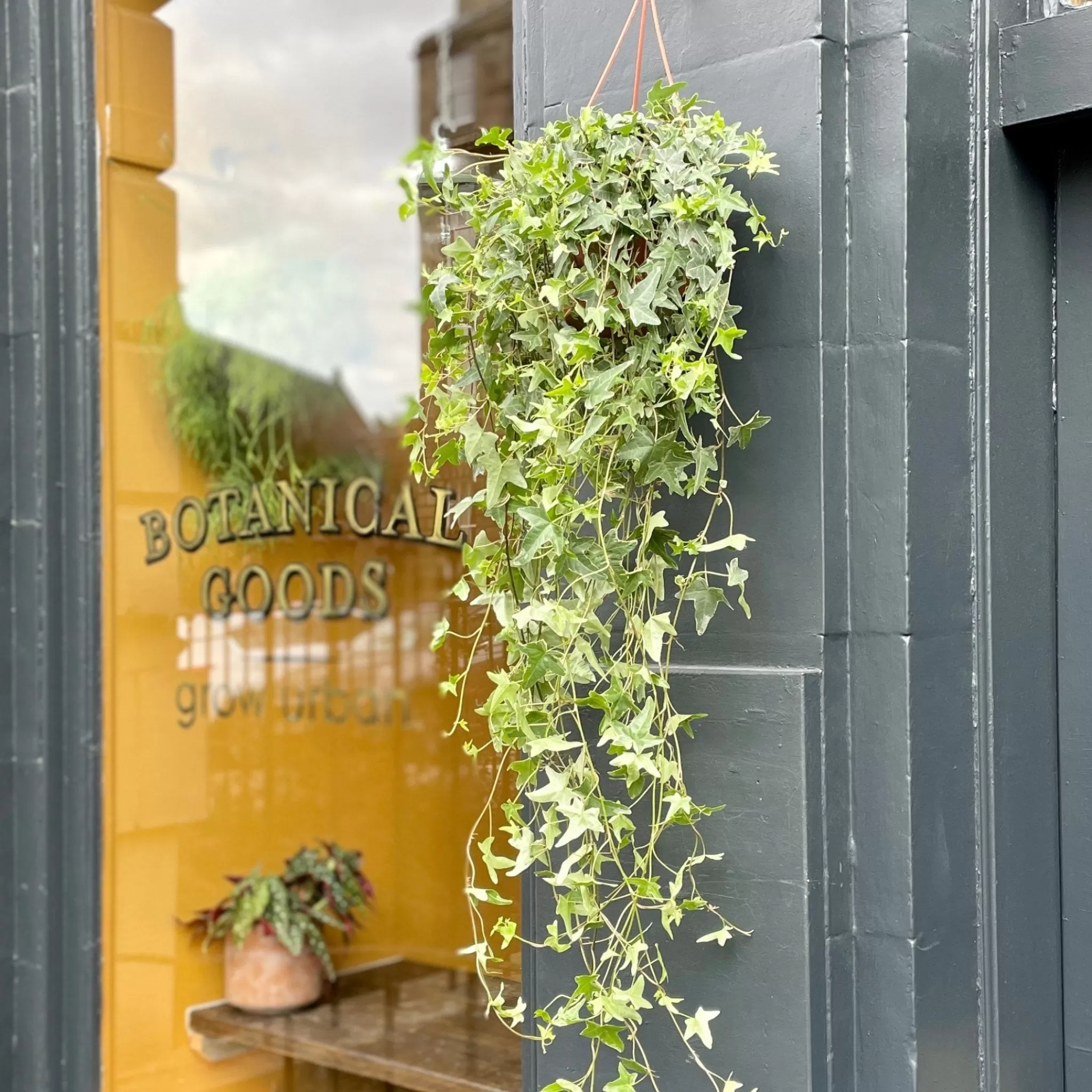 grow urban Hedera Helix 'Mona Lisa' (hangpot)- Outdoor Plants | Top Air Purifying