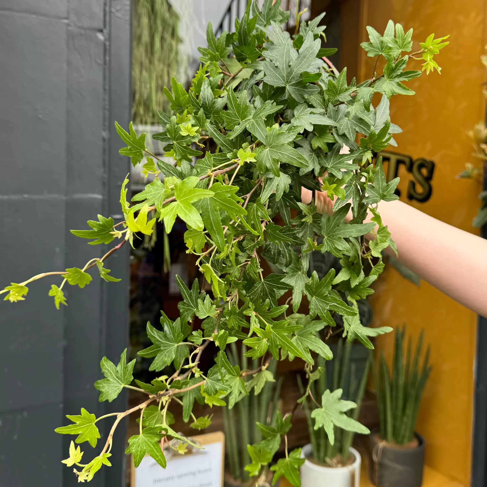 grow urban Hedera Helix 'Sjoelle'- Outdoor Plants | Top Air Purifying