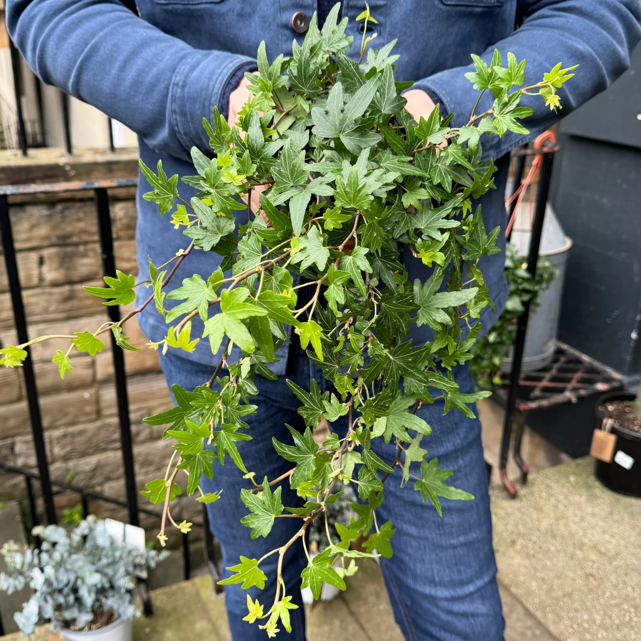 grow urban Hedera Helix 'Sjoelle'- Outdoor Plants | Top Air Purifying
