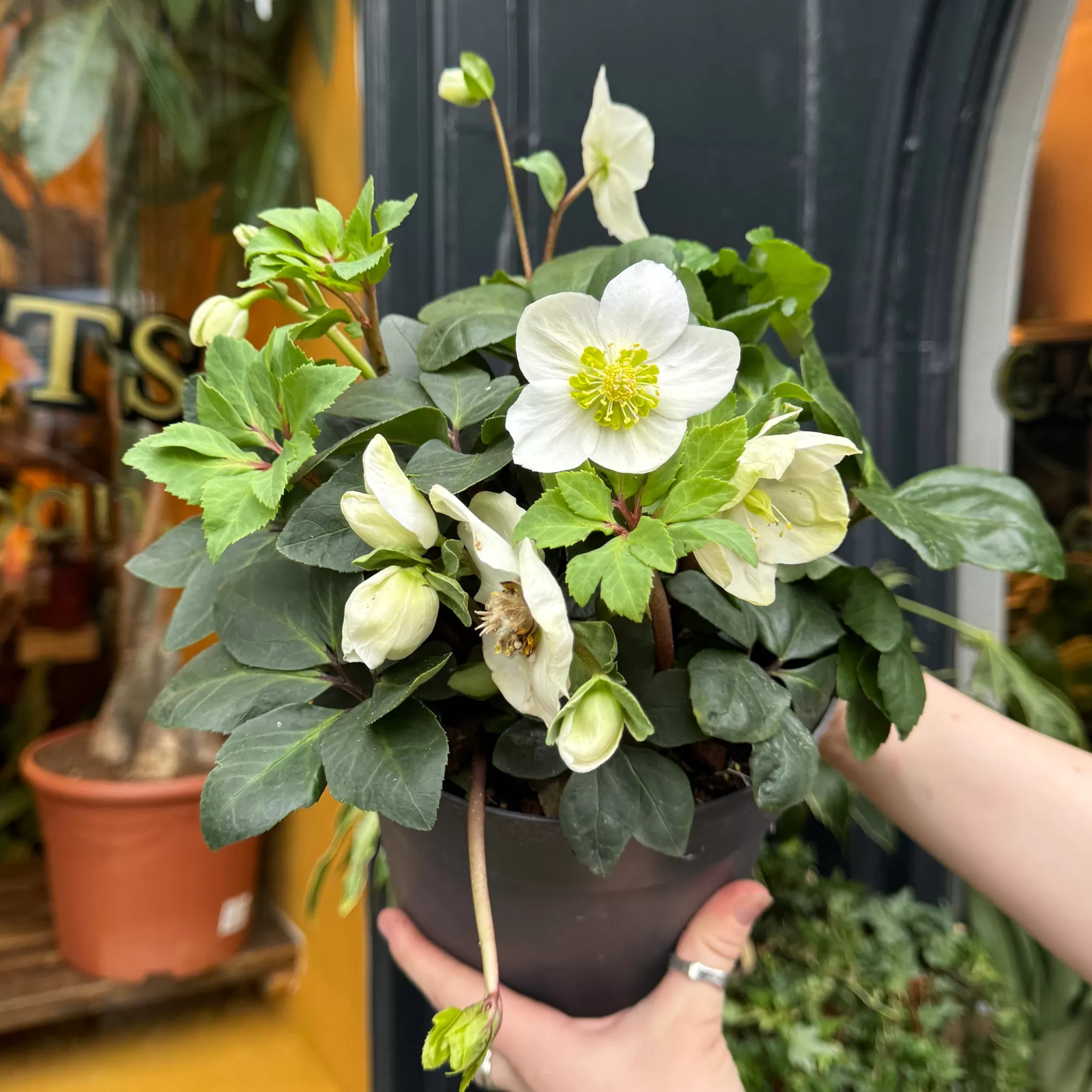 grow urban Helleborus 'Christmas Carol' (19cm Pot)- Outdoor Plants