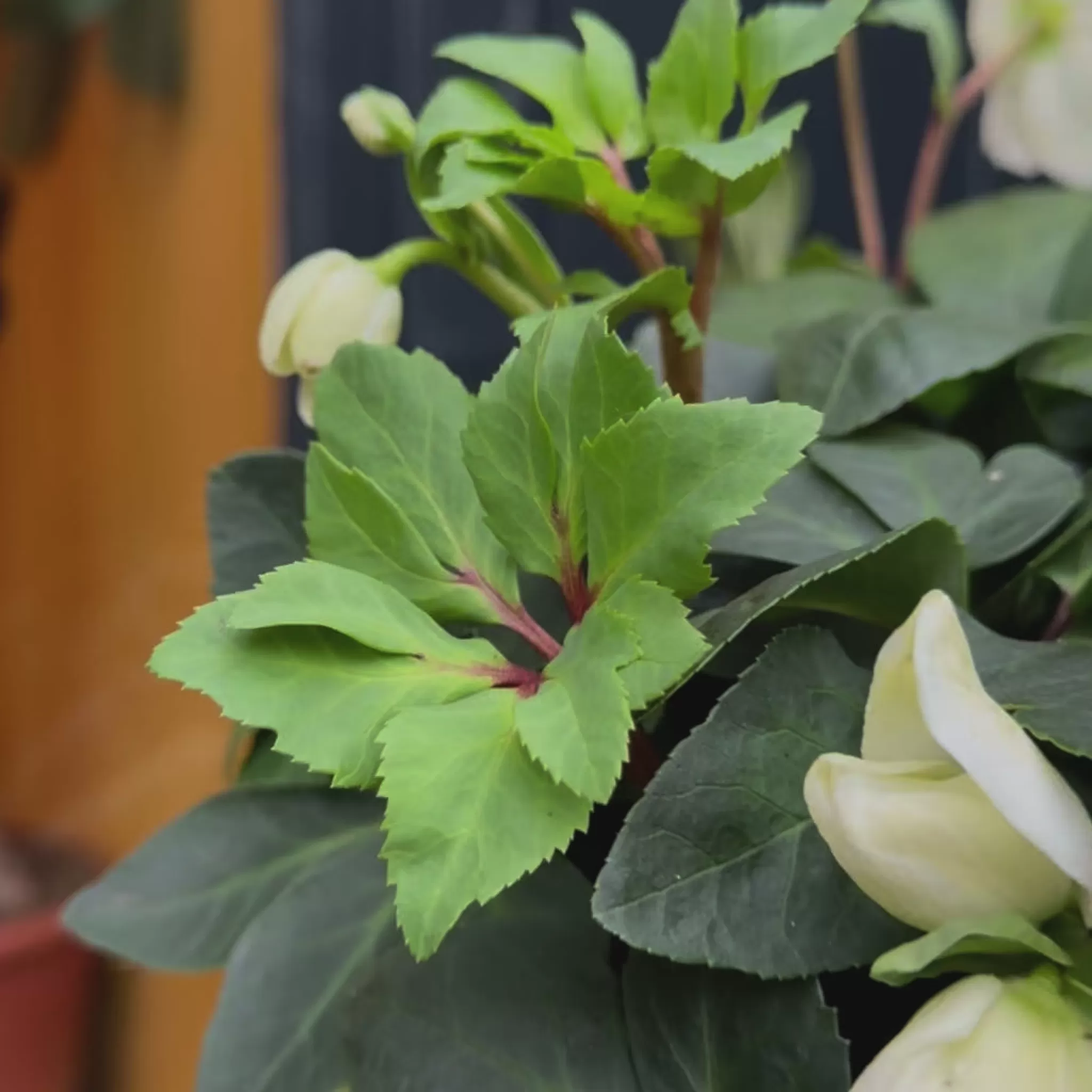 grow urban Helleborus 'Christmas Carol' (19cm Pot)- Outdoor Plants