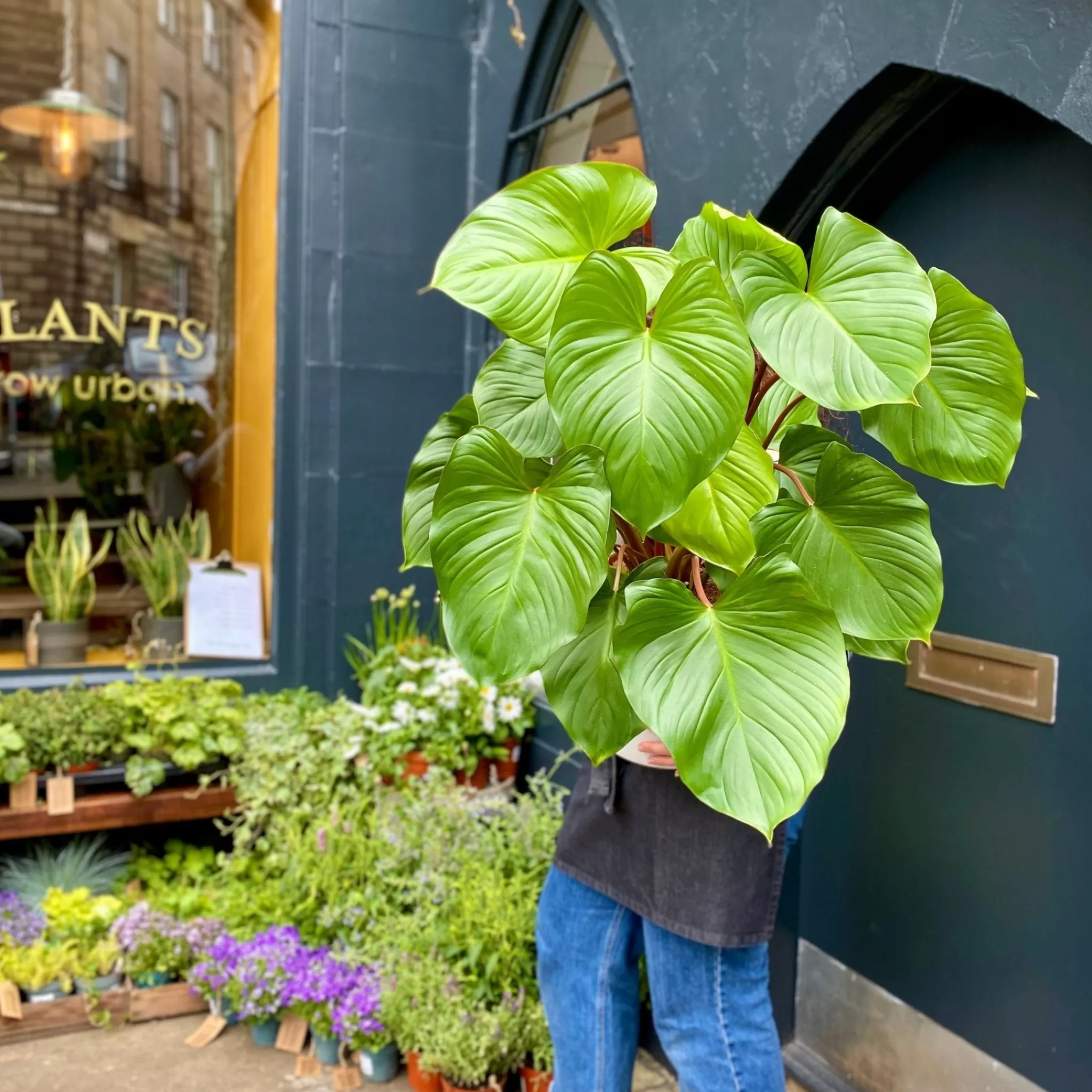 grow urban Homalomena Rubescens ‘Maggy’- Large & Tall Plants