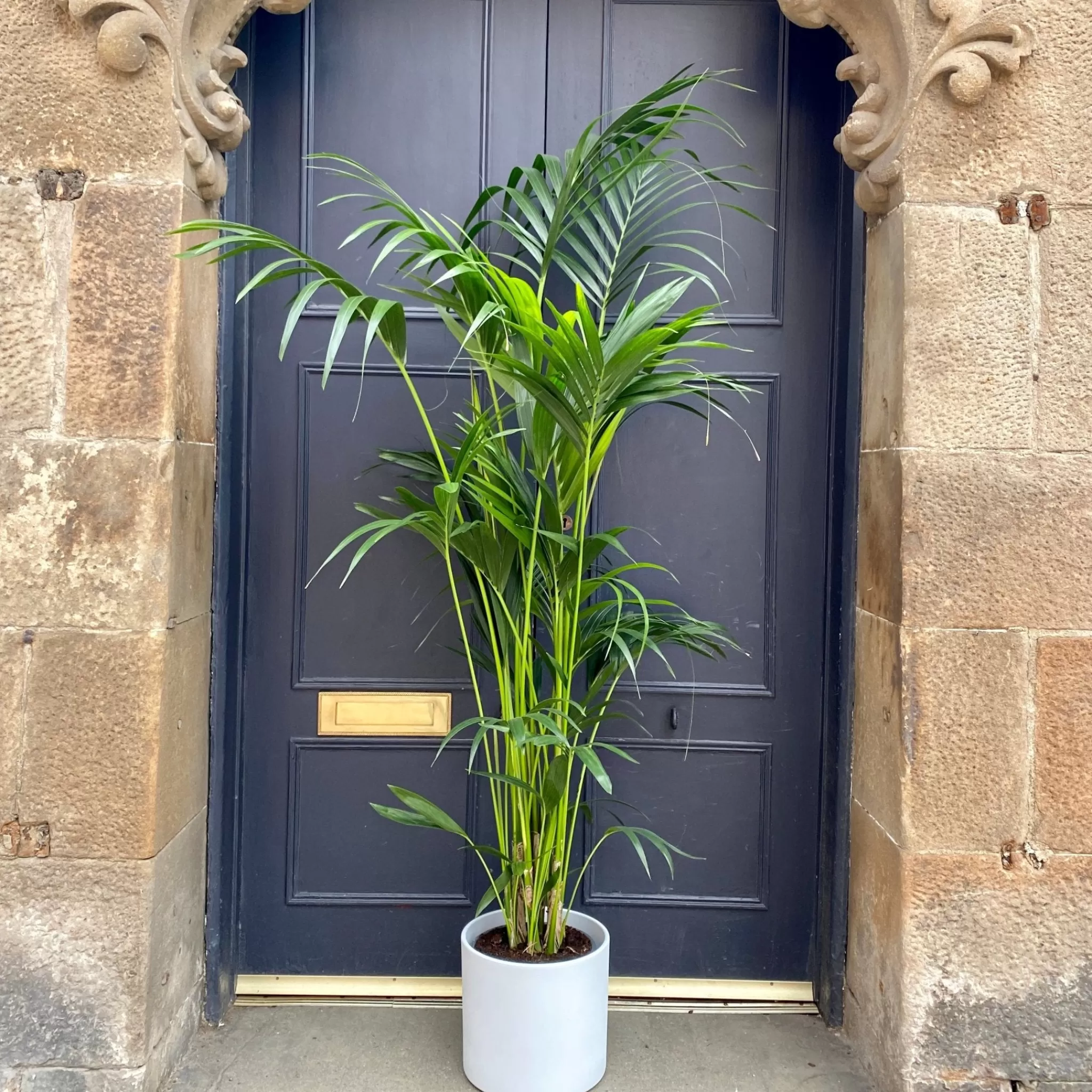 grow urban Howea Forsteriana (190cm)- Shade Tolerant | Pet Friendly