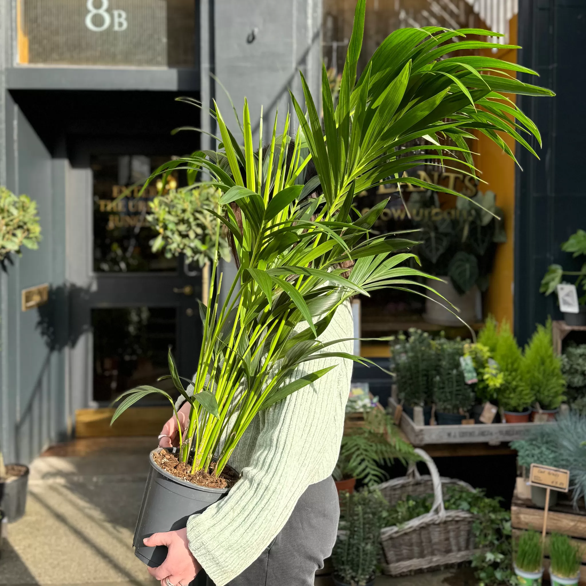 grow urban Howea Forsteriana (90cm)- Shade Tolerant | Pet Friendly