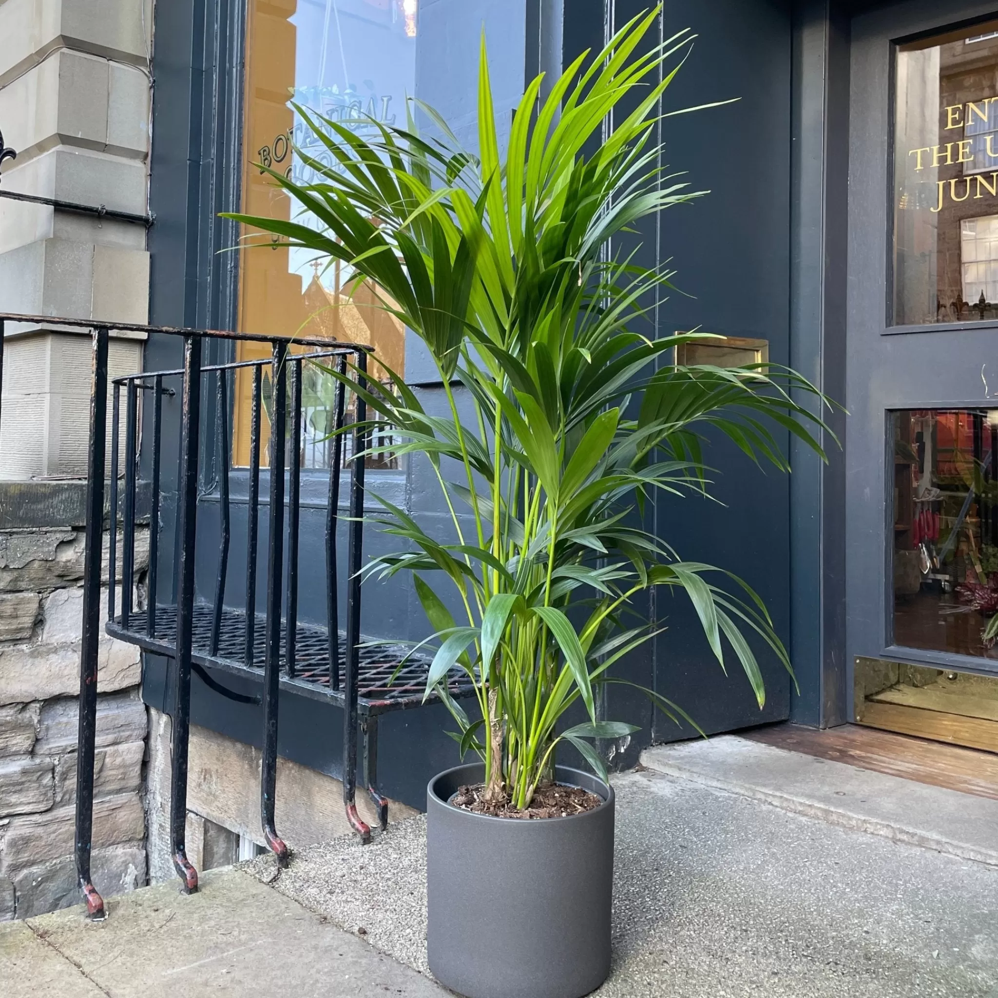 grow urban Howea Forsteriana (140cm)- Shade Tolerant | Pet Friendly