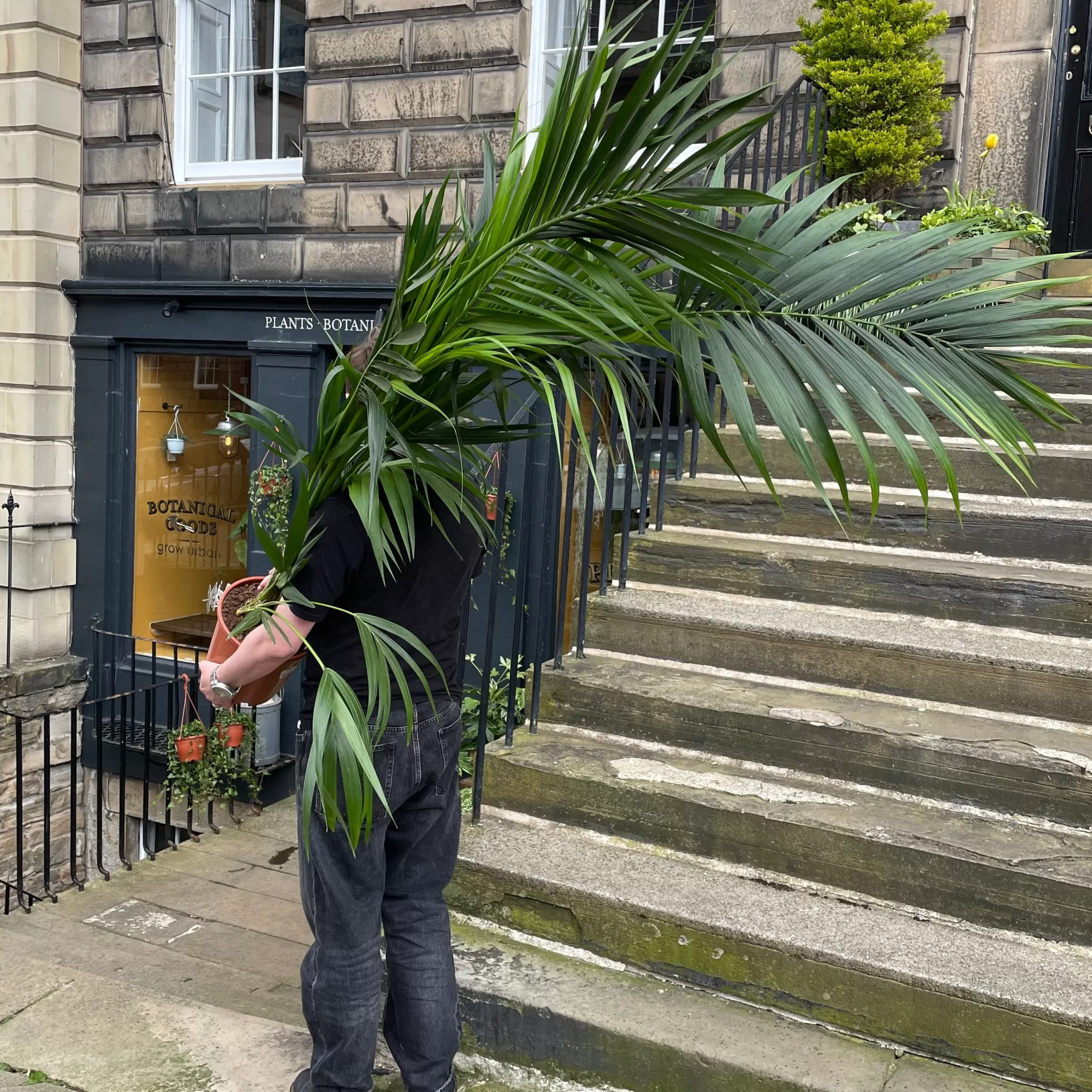 grow urban Howea Forsteriana (190cm)- Shade Tolerant | Pet Friendly
