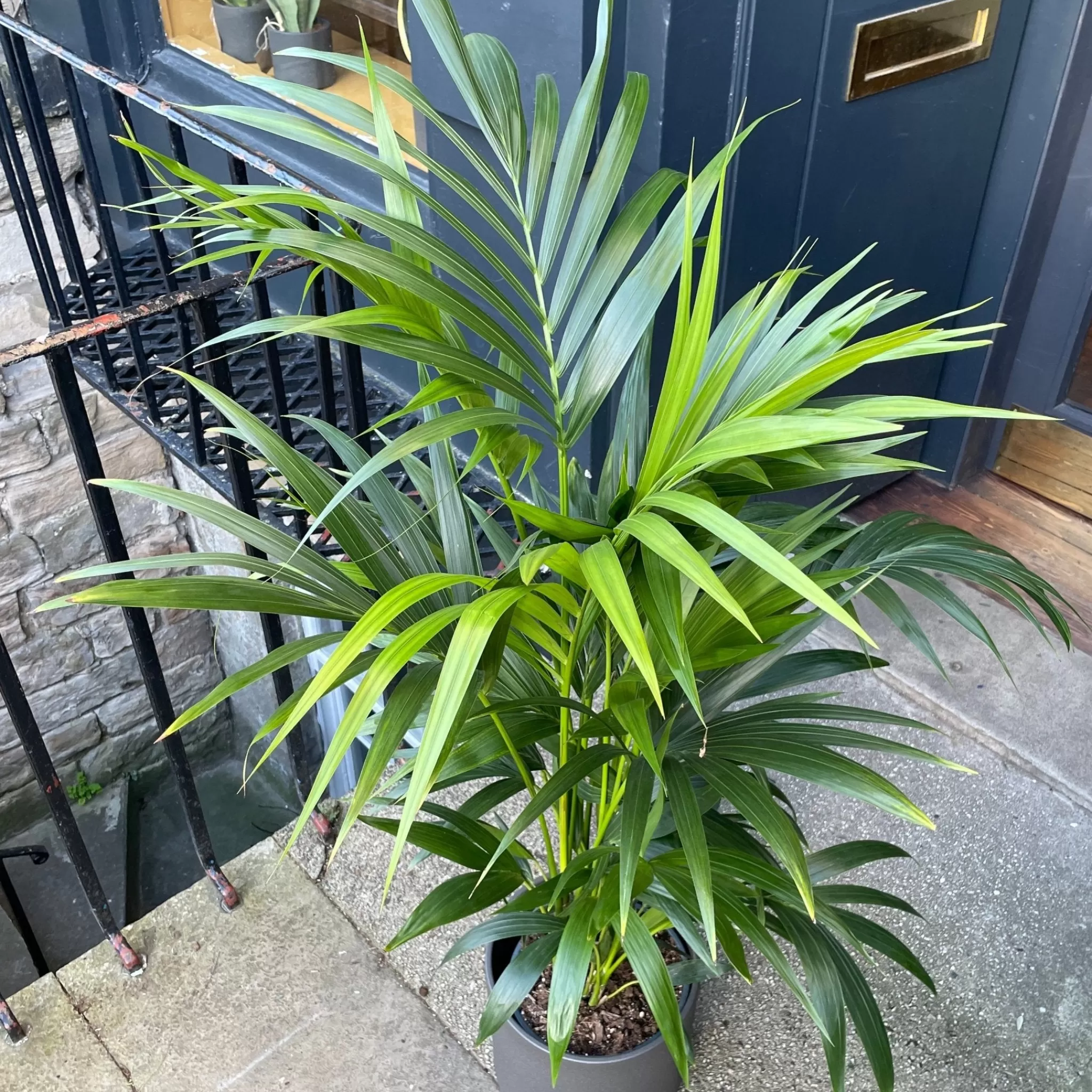 grow urban Howea Forsteriana (140cm)- Shade Tolerant | Pet Friendly