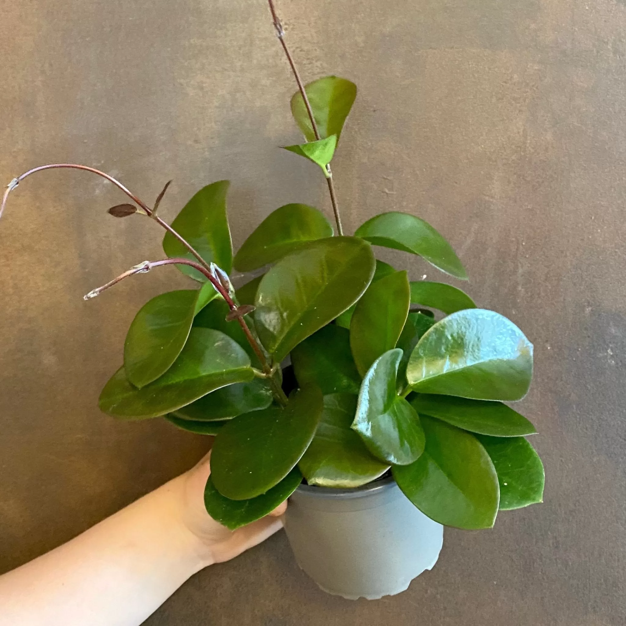 grow urban Hoya Australis- Hoya