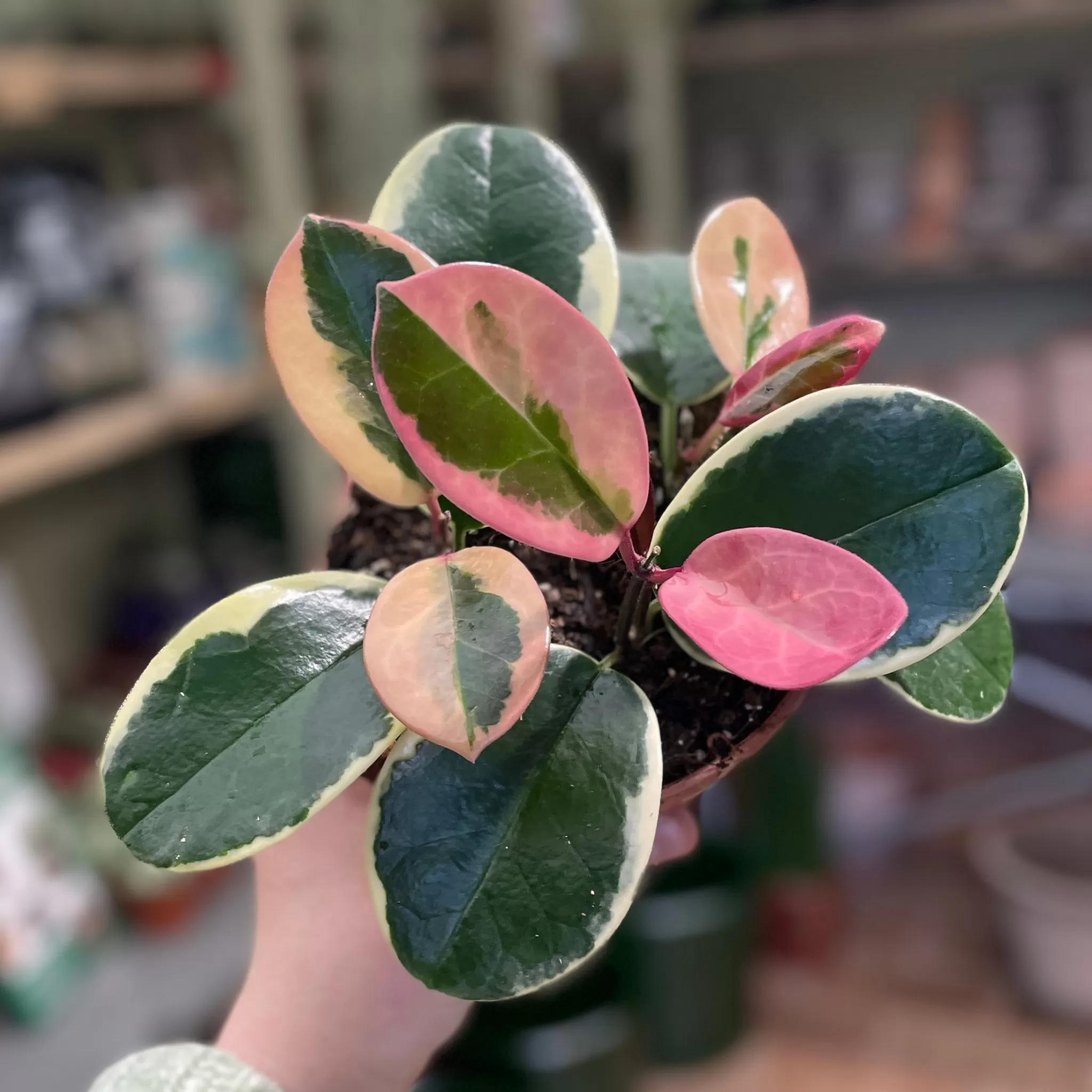 grow urban Hoya Australis 'Blondie'- Hoya | Foliage Plants