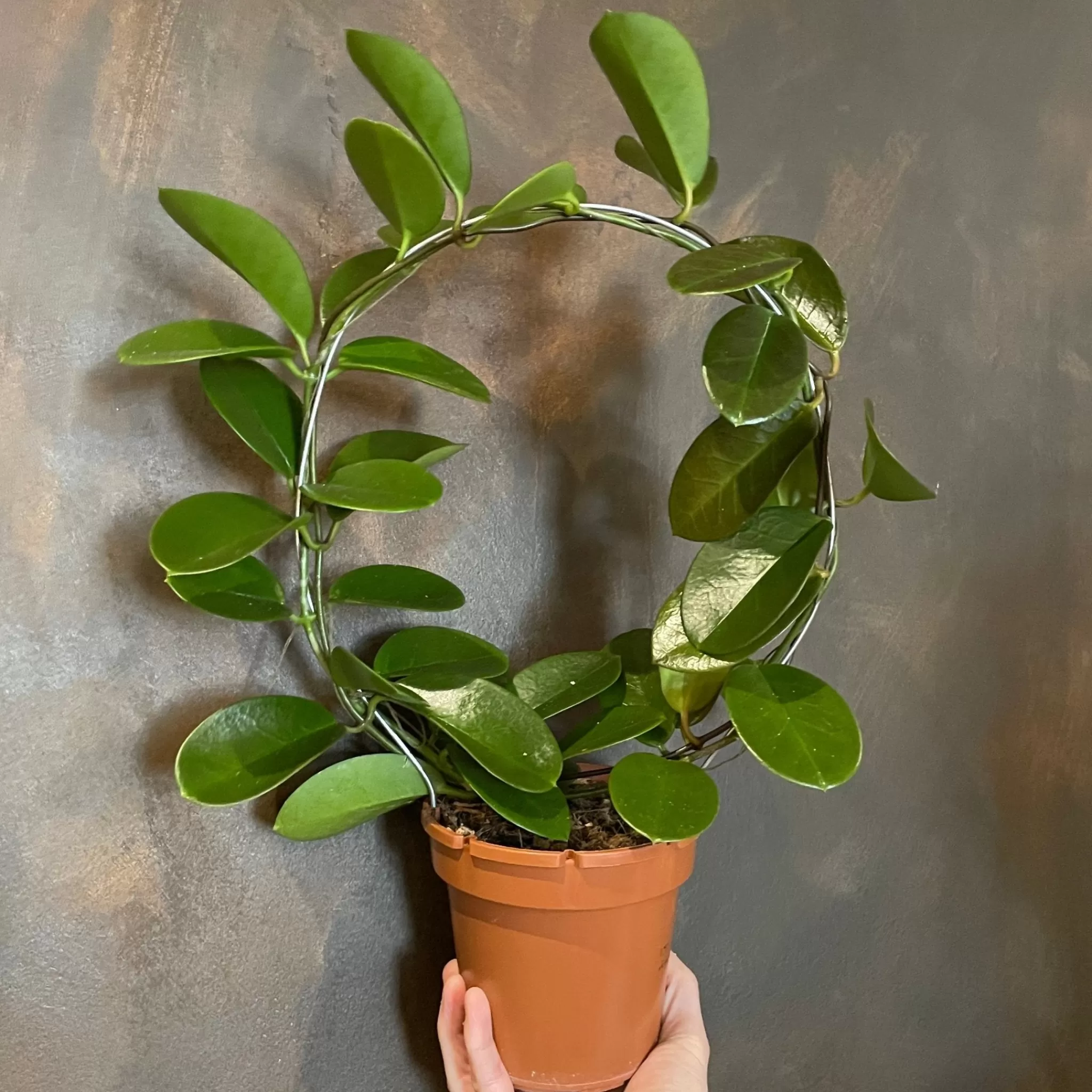 grow urban Hoya Australis (12cm Pot With Hoop)- Hoya