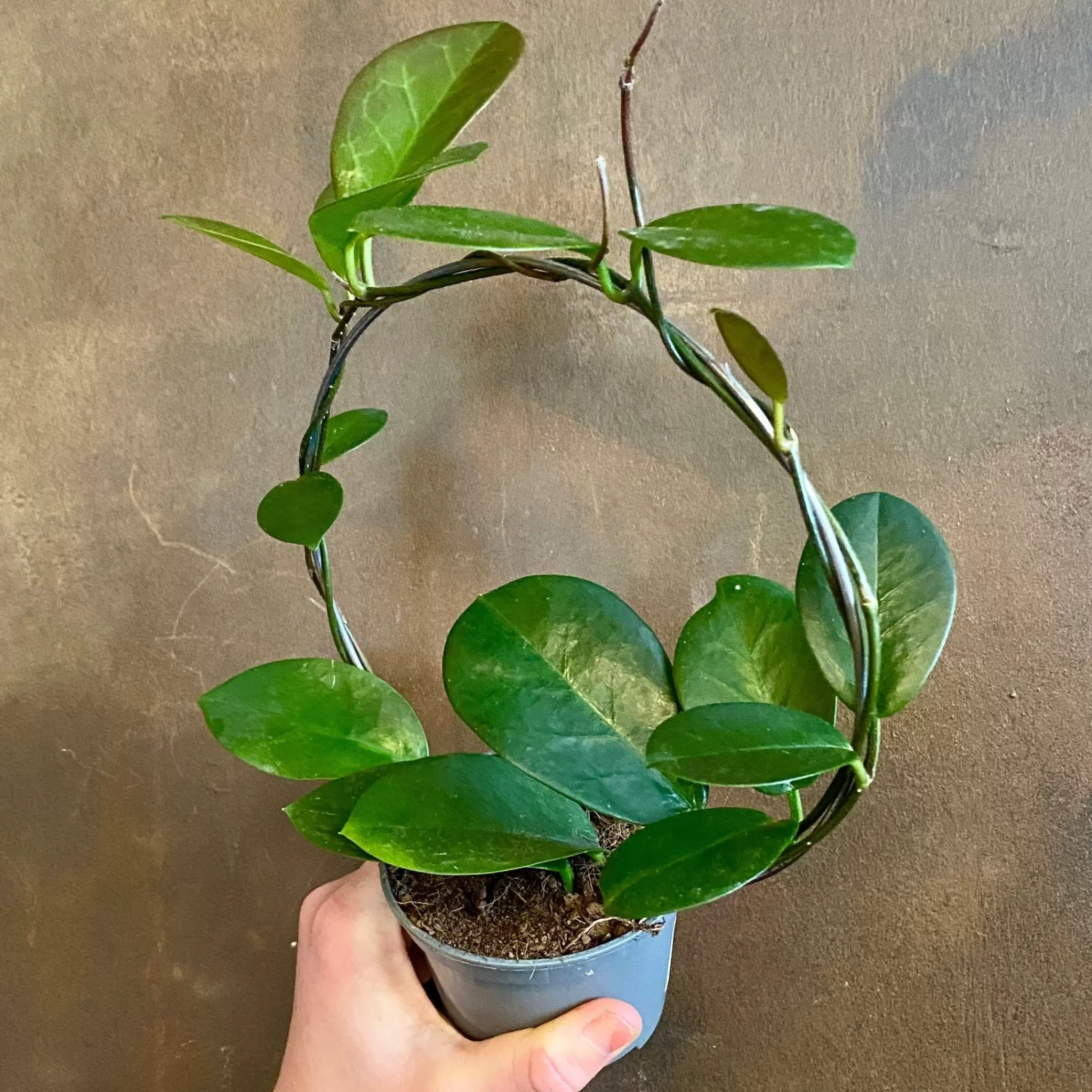 grow urban Hoya Australis (8.5cm Pot With Hoop)- Hoya