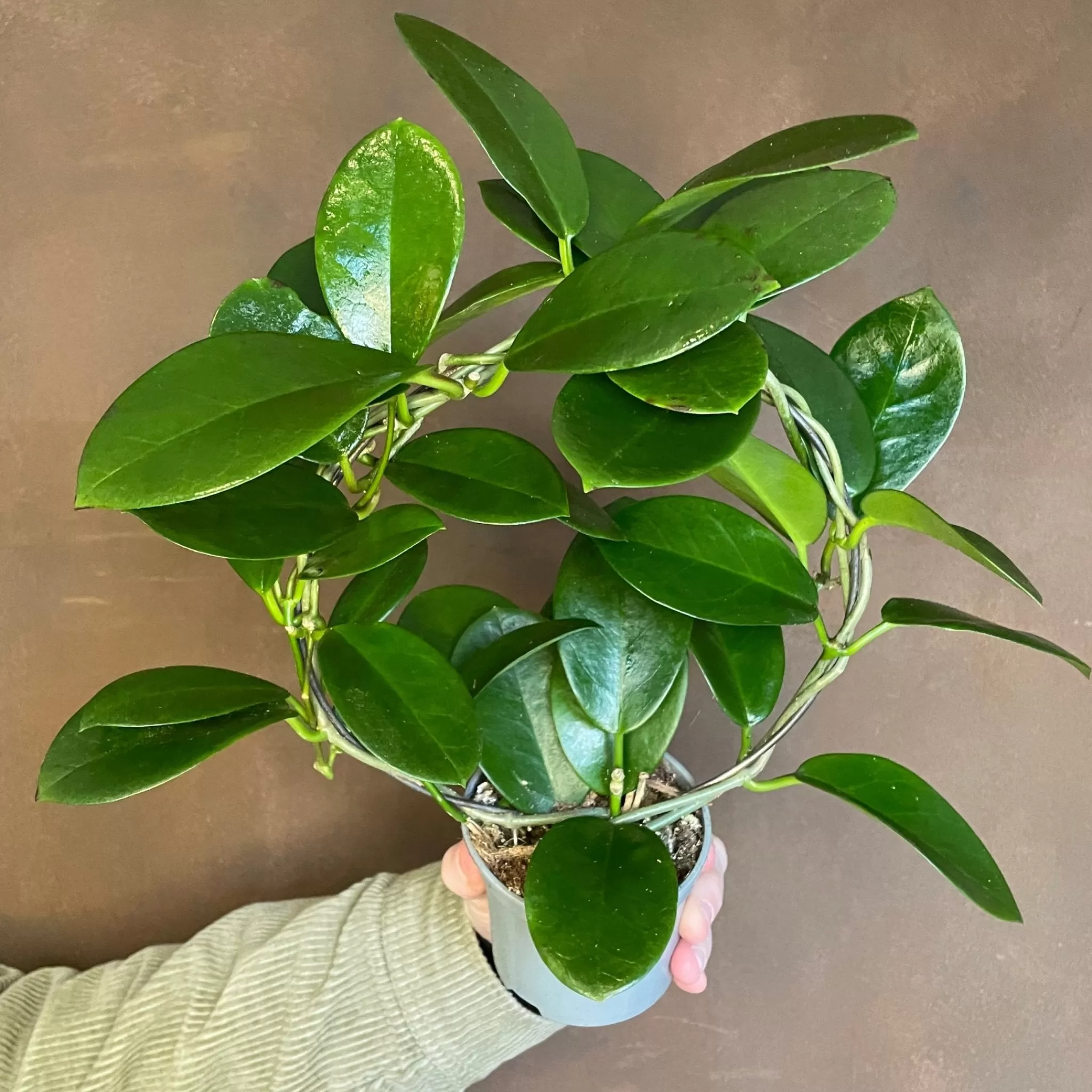 grow urban Hoya Australis (9cm Pot With Hoop)- Hoya