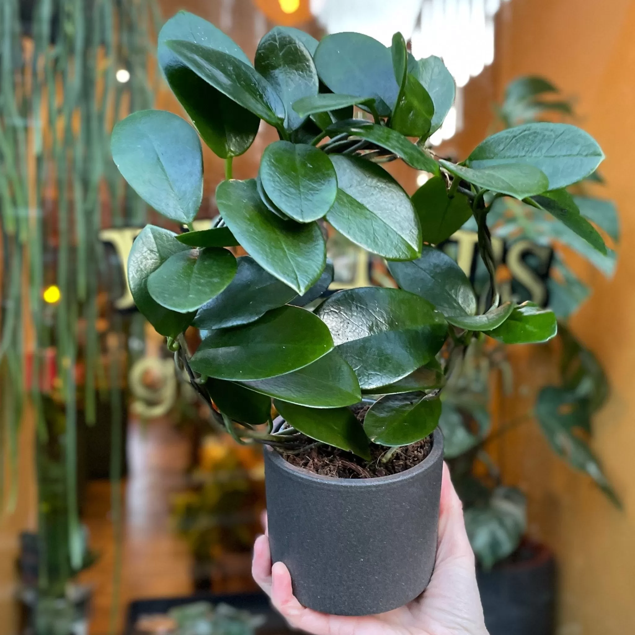 grow urban Hoya Australis (9cm Pot With Hoop)- Hoya