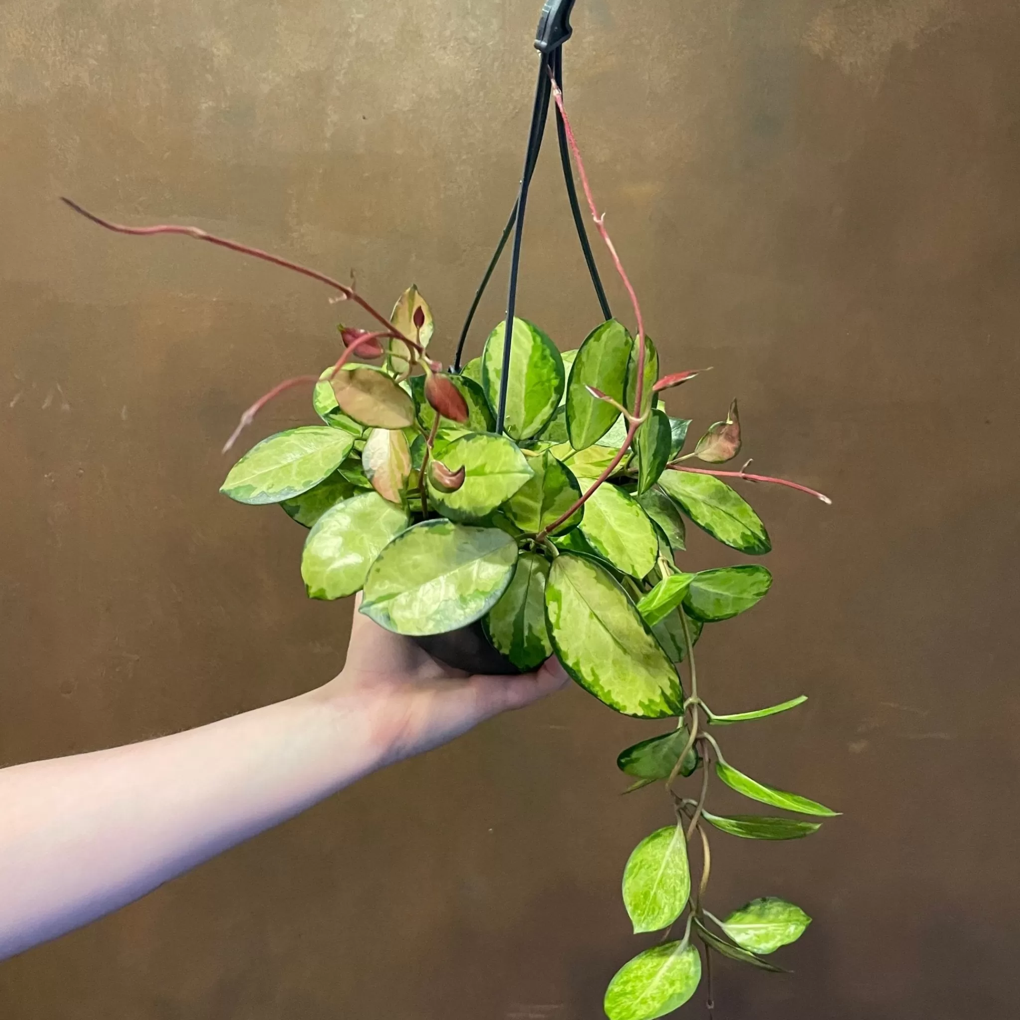grow urban Hoya Australis ‘Lisa’ (hangpot)- Hoya