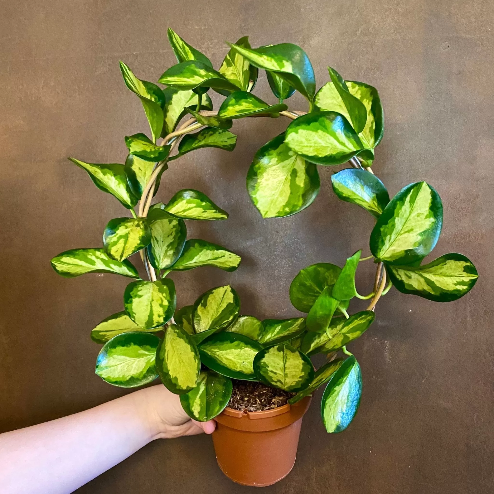 grow urban Hoya Australis ‘Lisa’ (hoop)- Hoya
