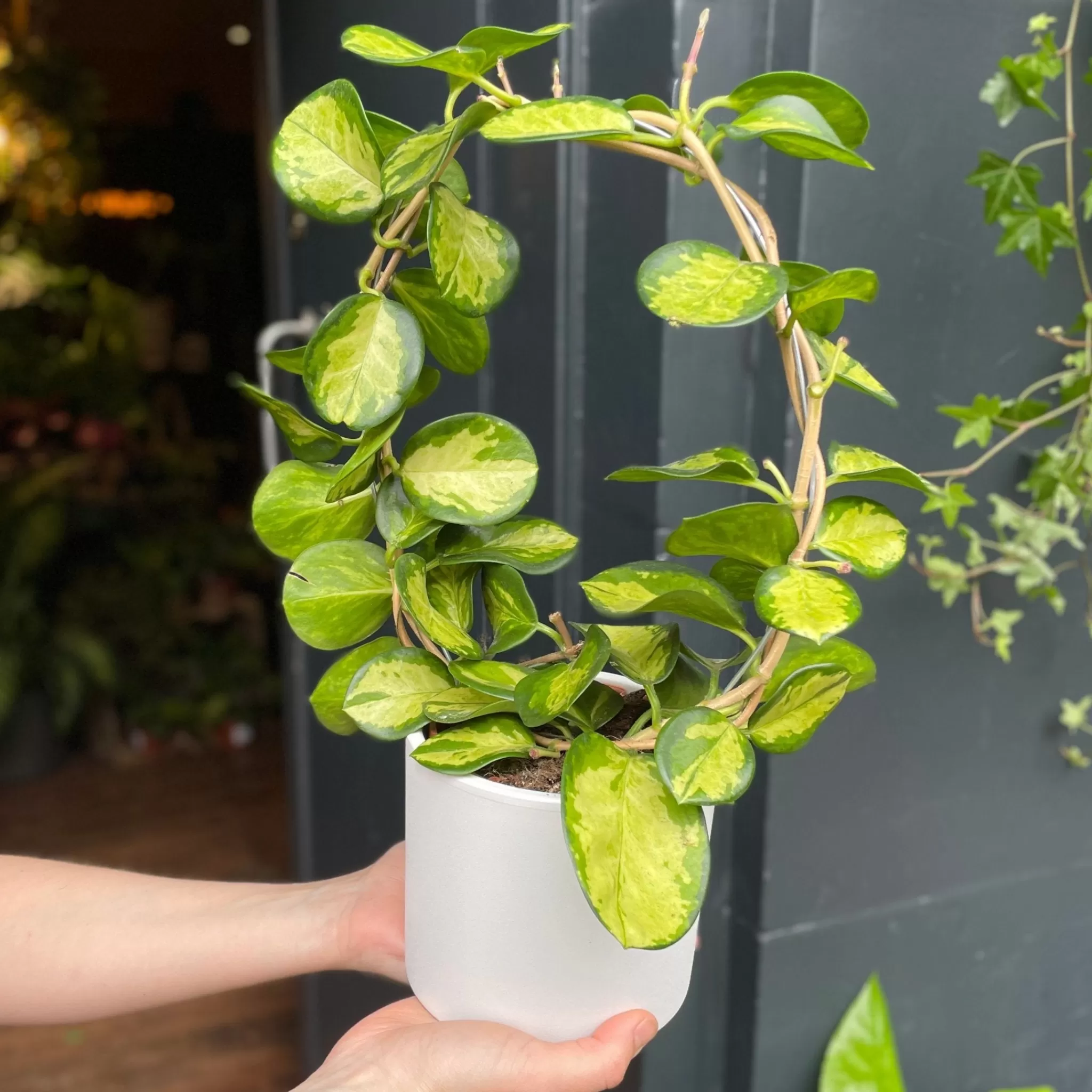 grow urban Hoya Australis ‘Lisa’ (hoop)- Hoya