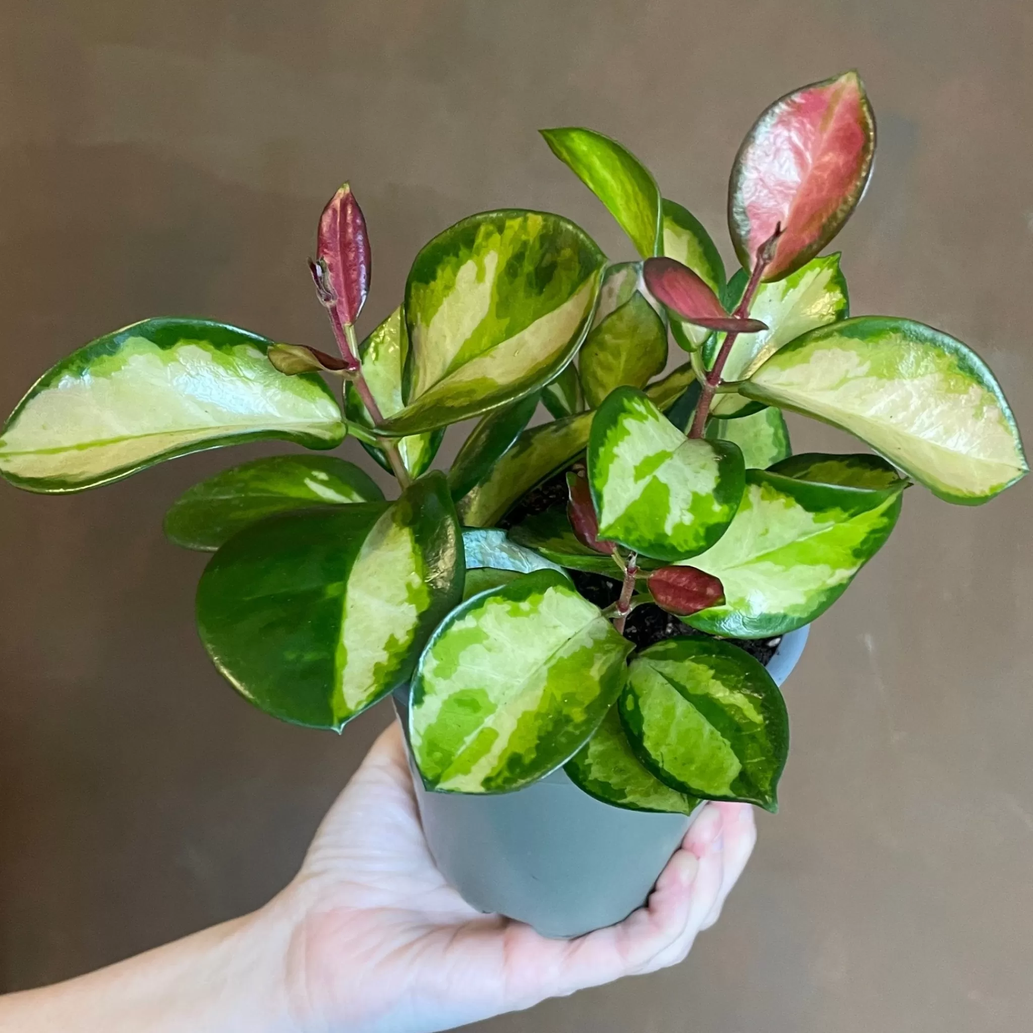 grow urban Hoya Australis ‘Tricolour’- Hoya