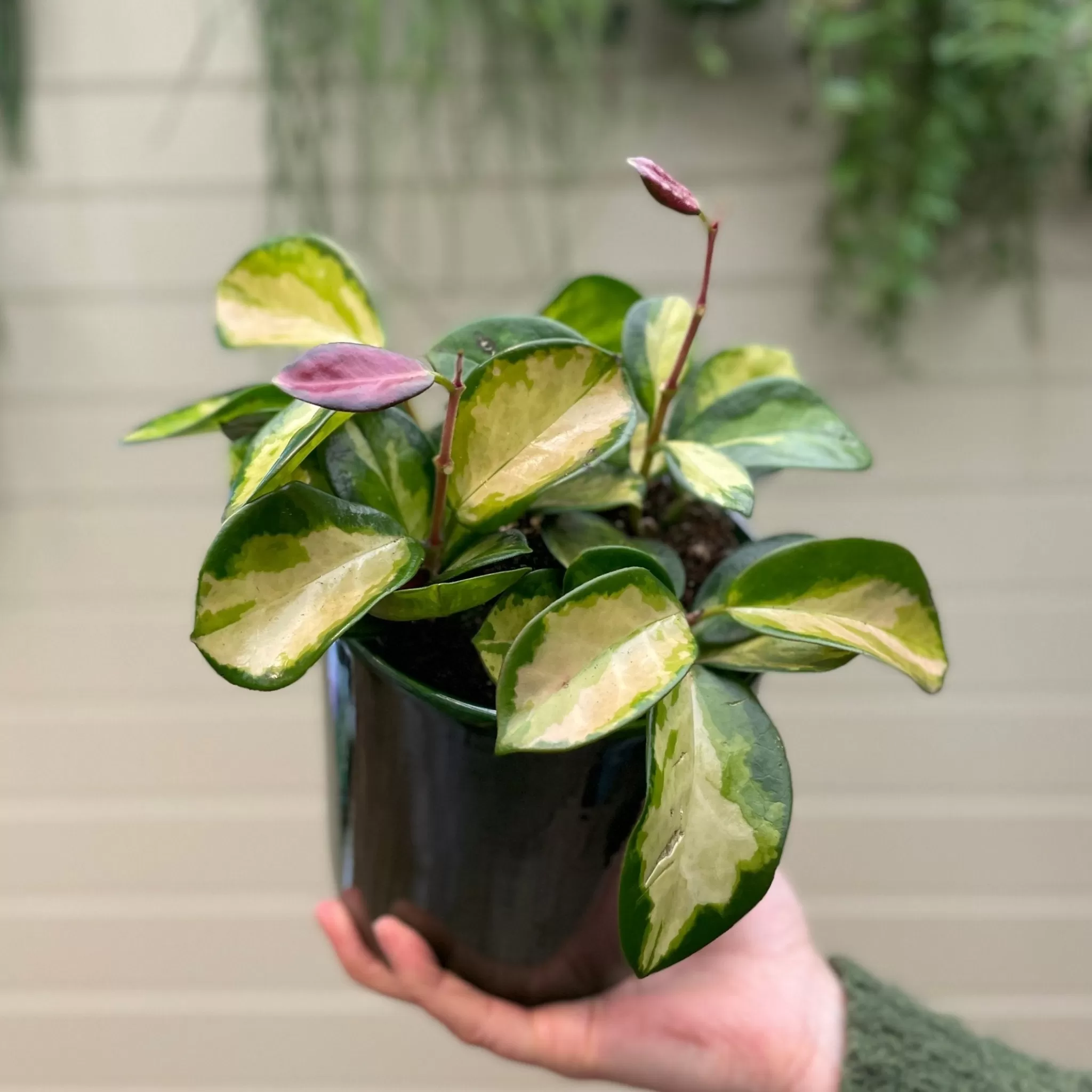grow urban Hoya Australis ‘Tricolour’- Hoya