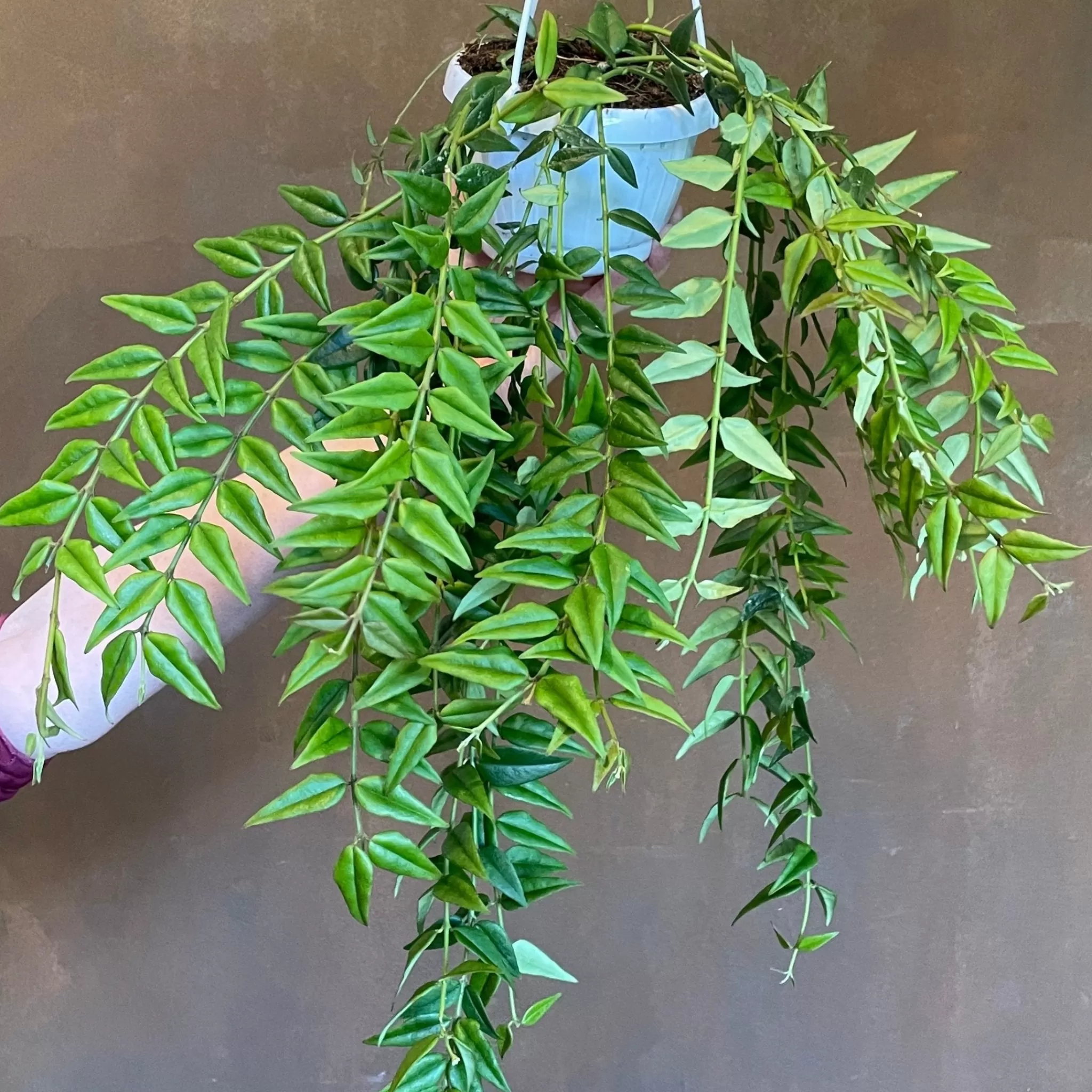 grow urban Hoya 'Bella'- Hoya