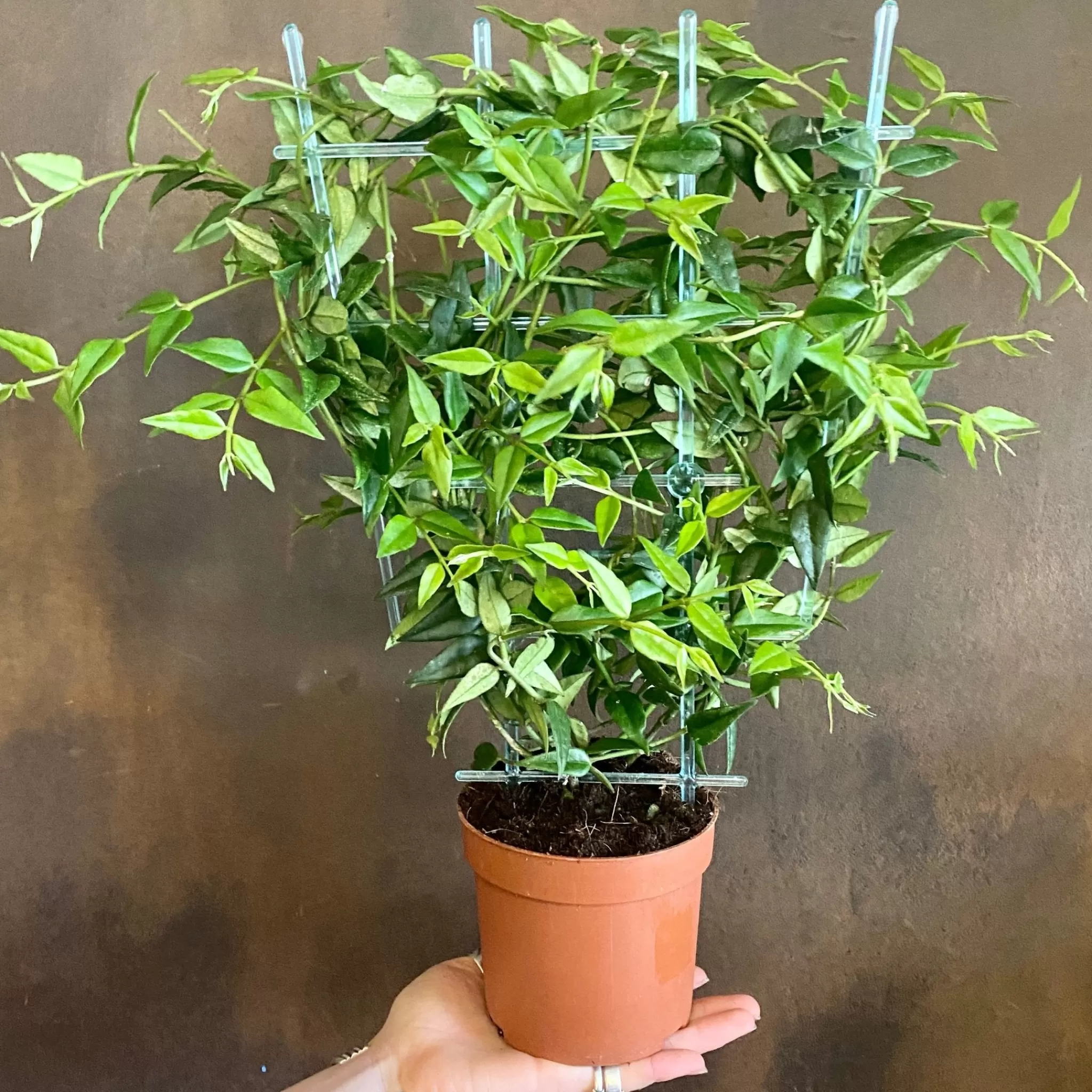 grow urban Hoya 'Bella' (12cm Pot)- Hoya