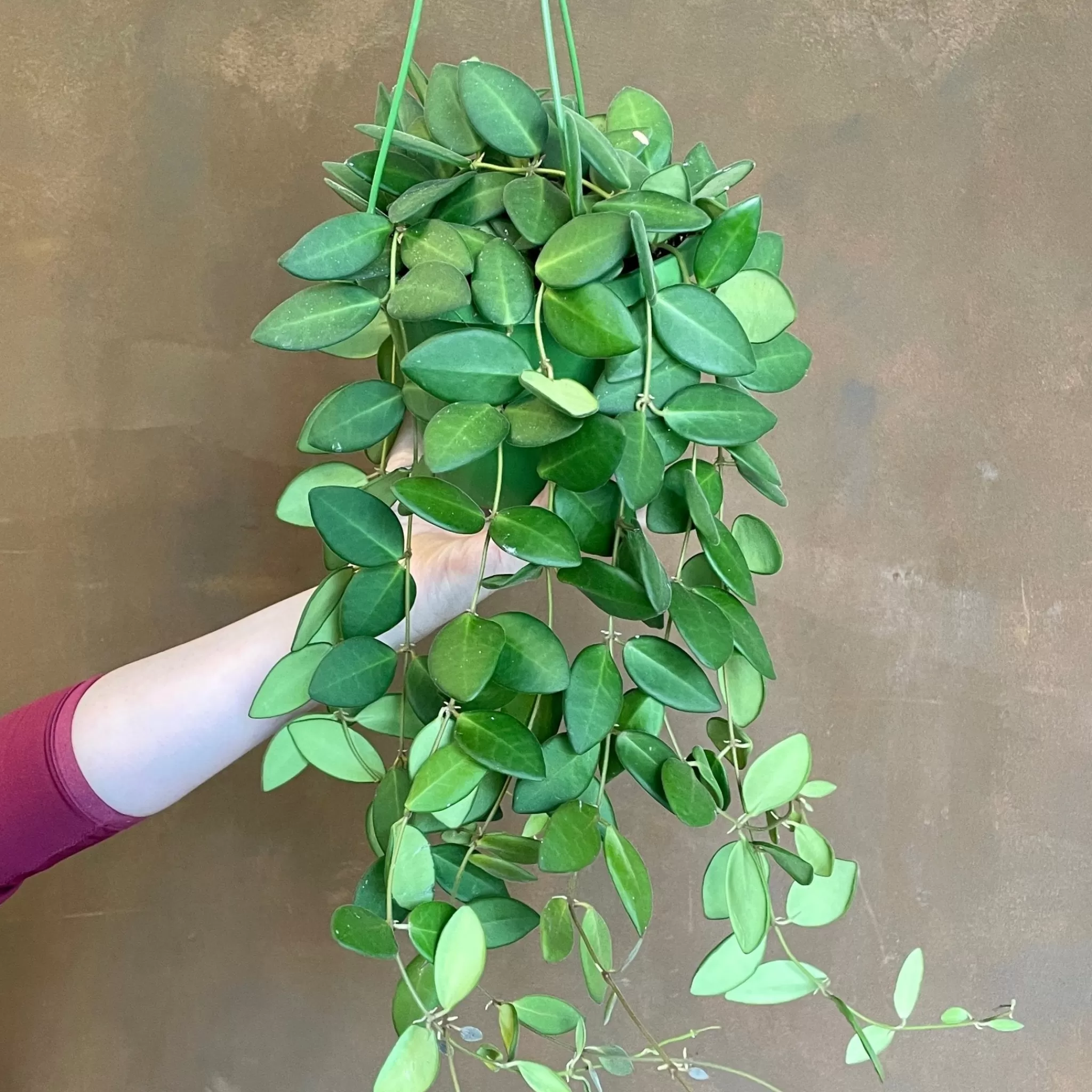 grow urban Hoya Burtoniae- Hoya