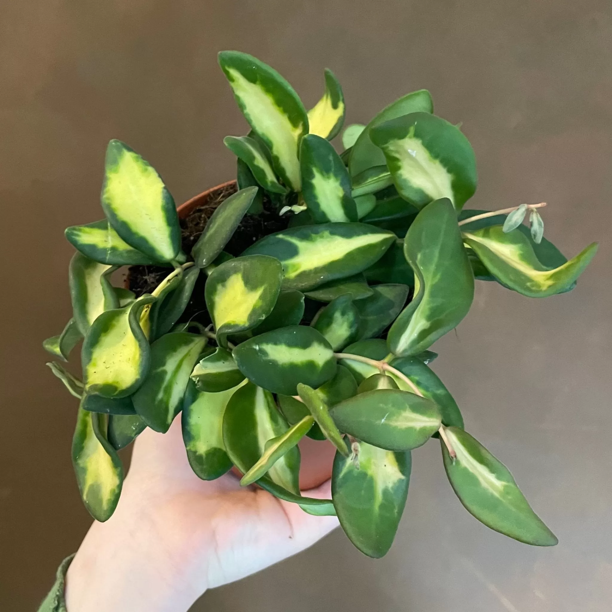 grow urban Hoya Burtoniae DS-70- Hoya