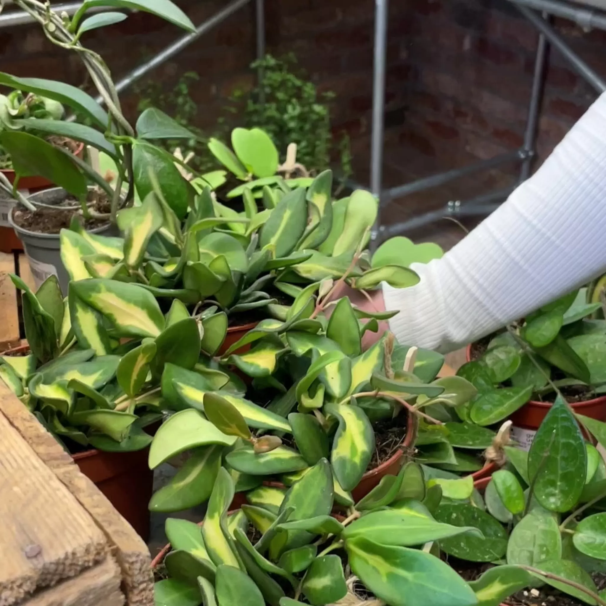 grow urban Hoya Burtoniae DS-70- Hoya