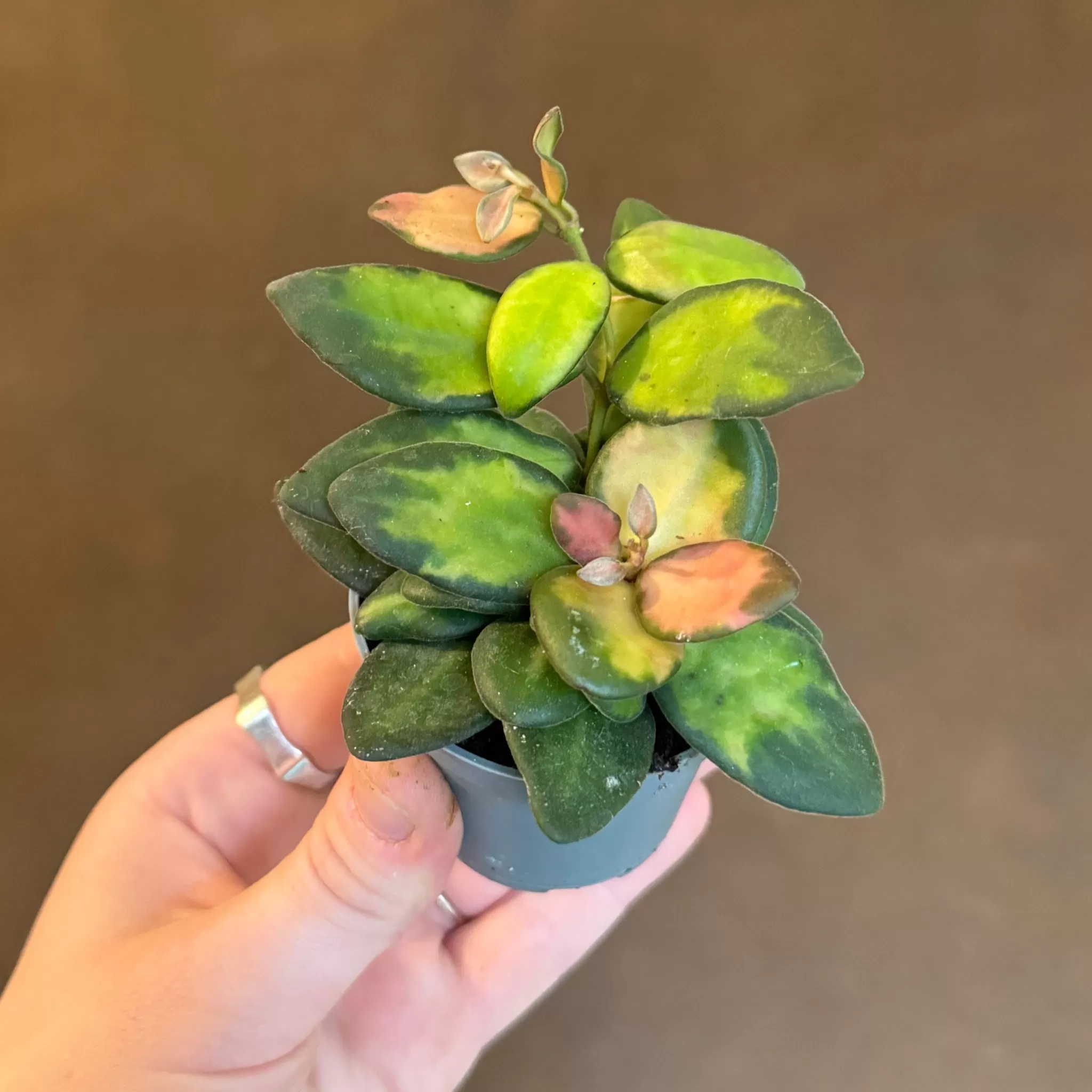 grow urban Hoya Burtoniae 'Variegata'- Hoya | Rarely Seen