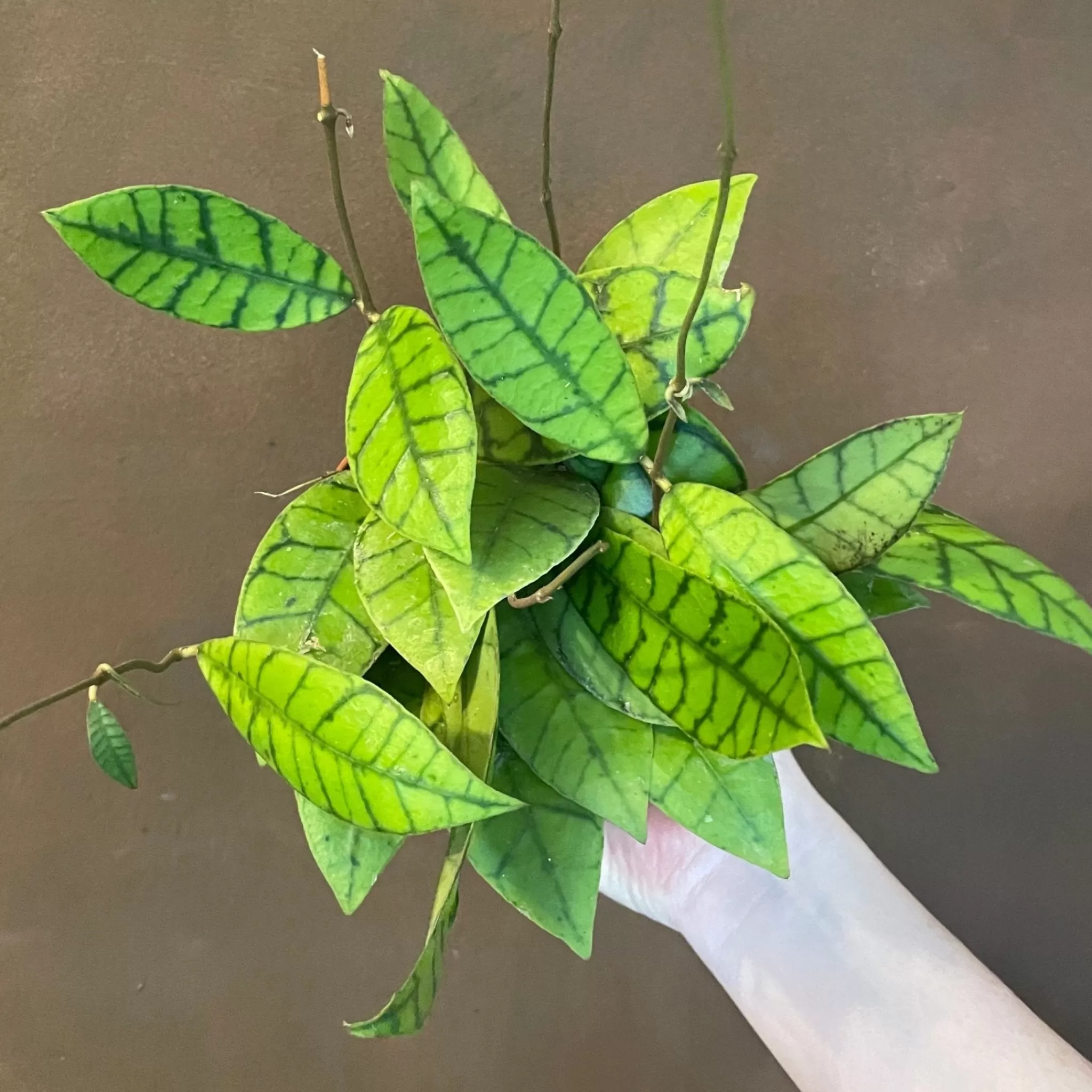 grow urban Hoya Callistophylla- Hoya