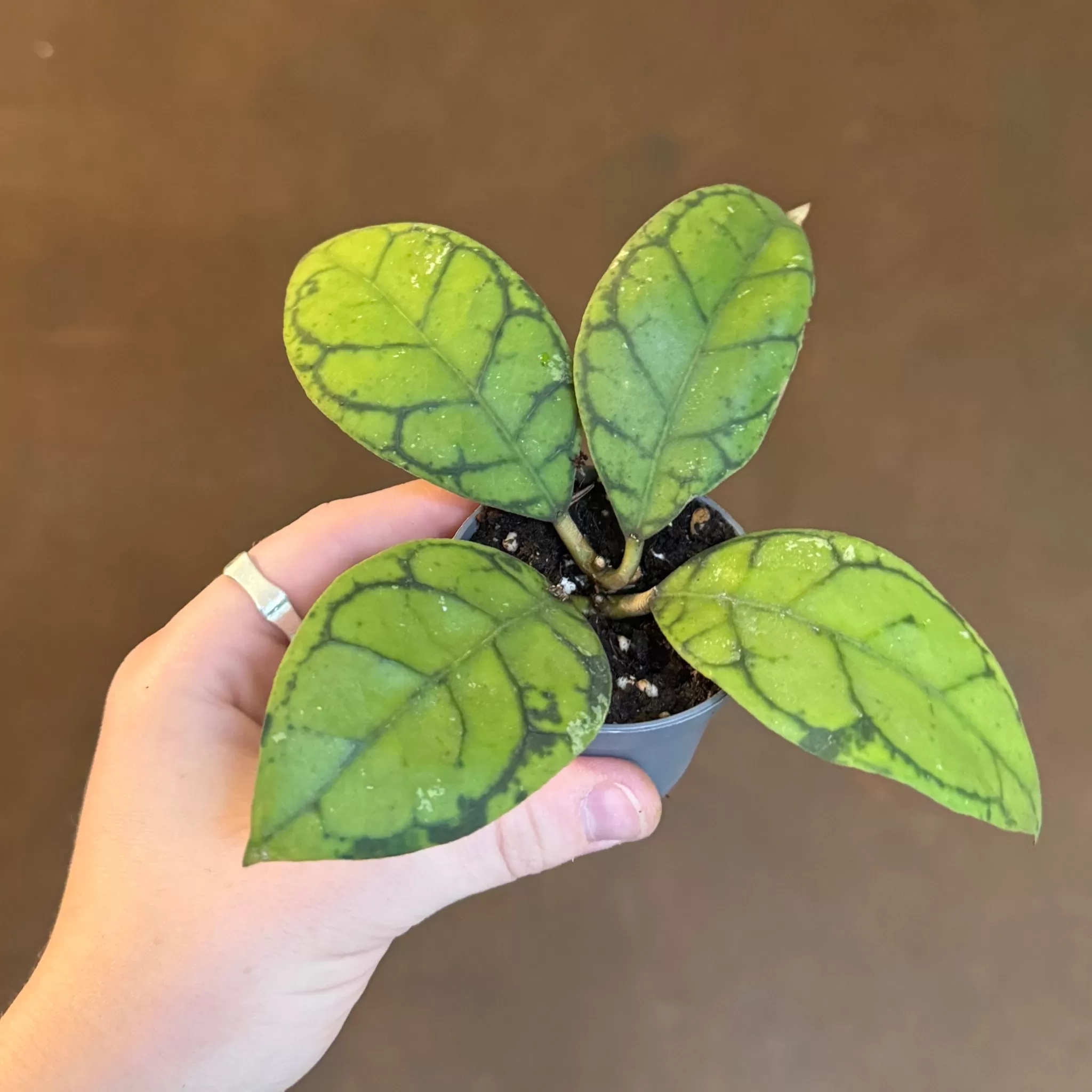 grow urban Hoya Callistophylla- Hoya