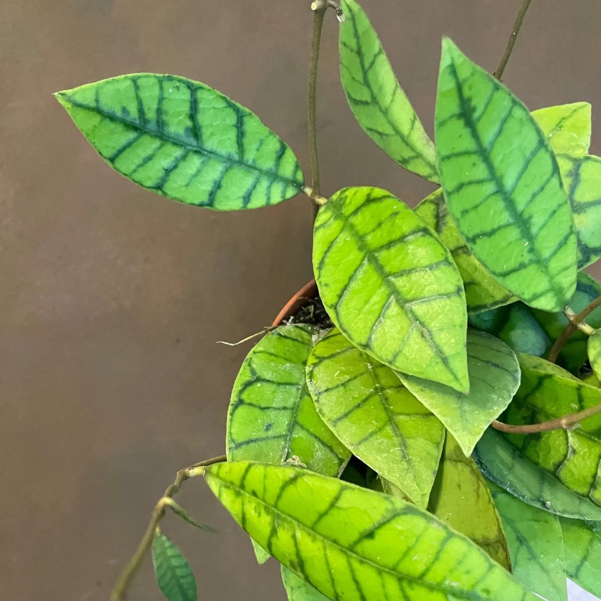 grow urban Hoya Callistophylla- Hoya