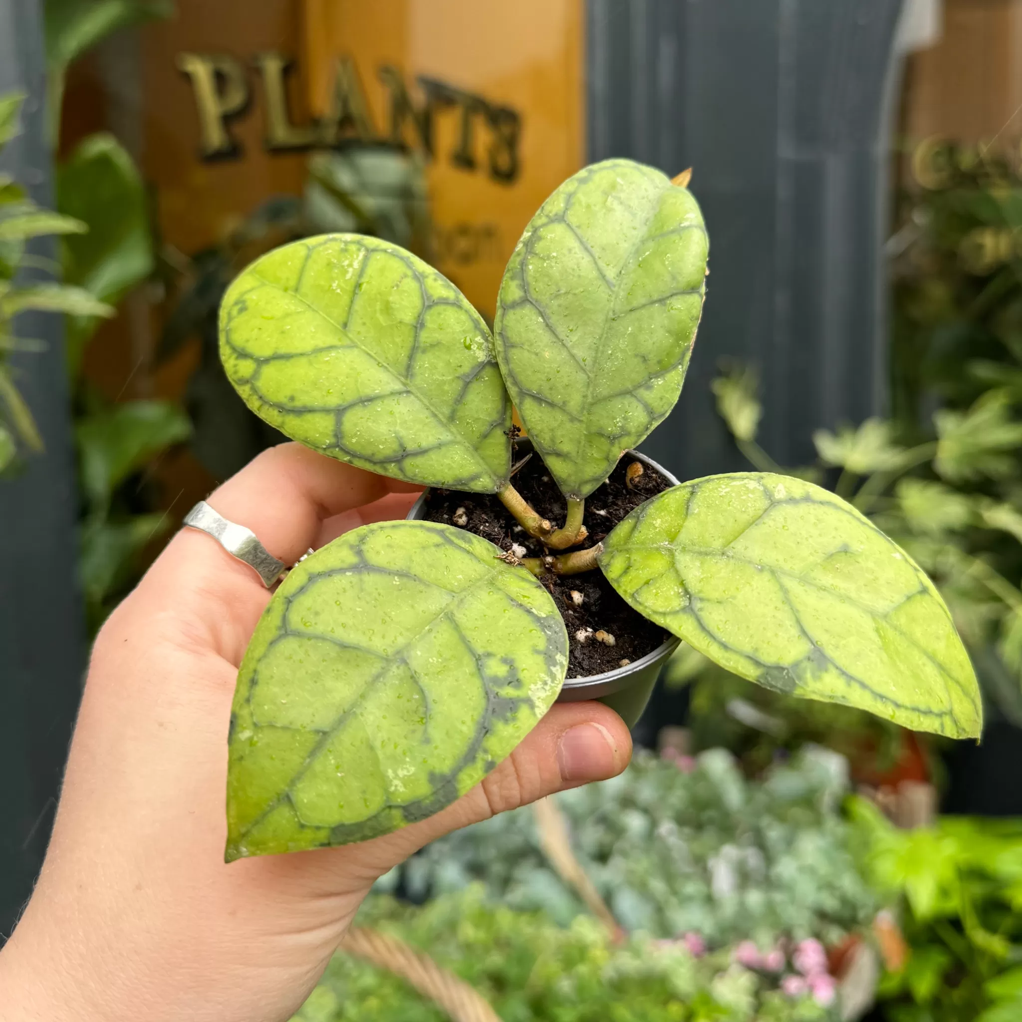 grow urban Hoya Callistophylla- Hoya