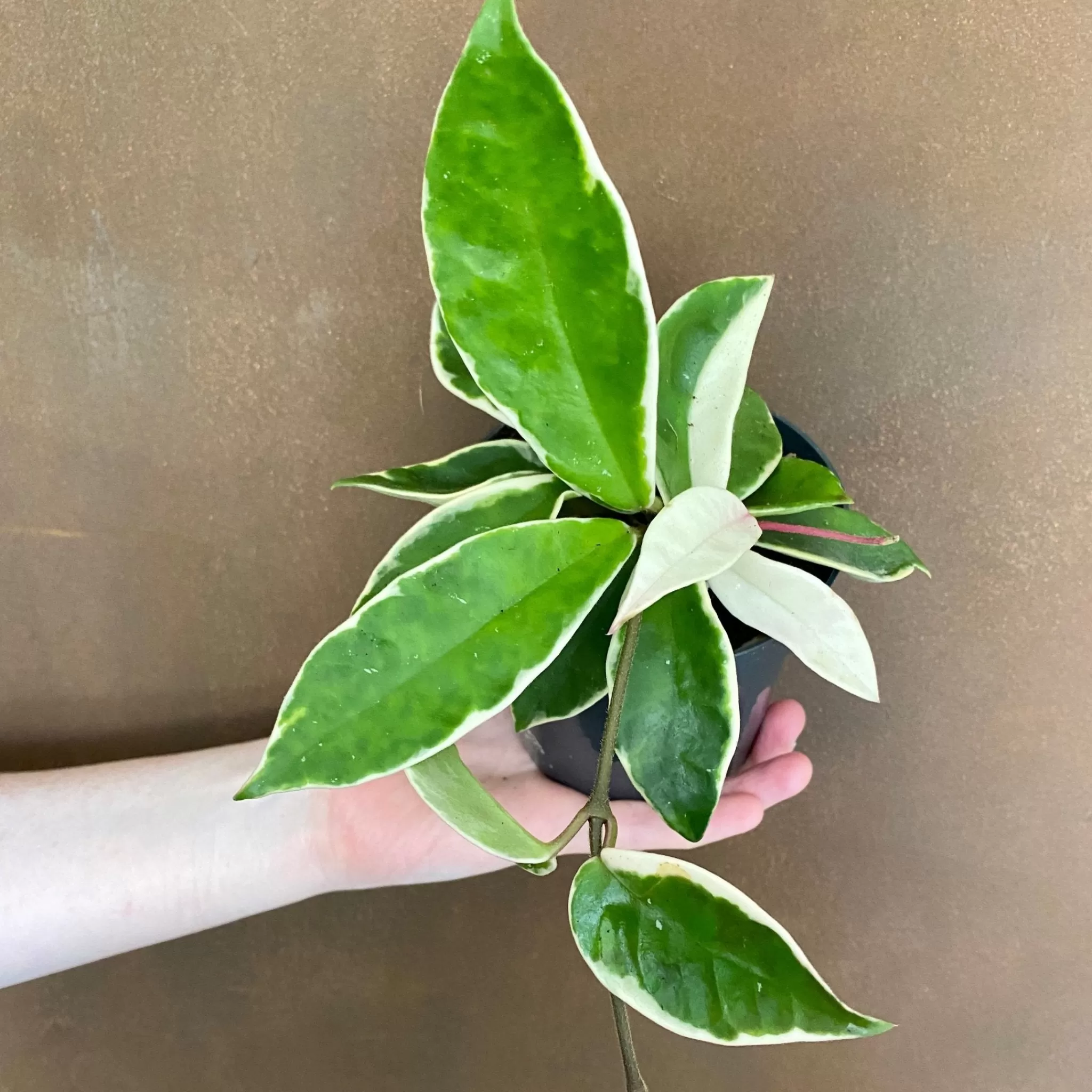 grow urban Hoya Carnosa ‘Albomarginata’- Hoya
