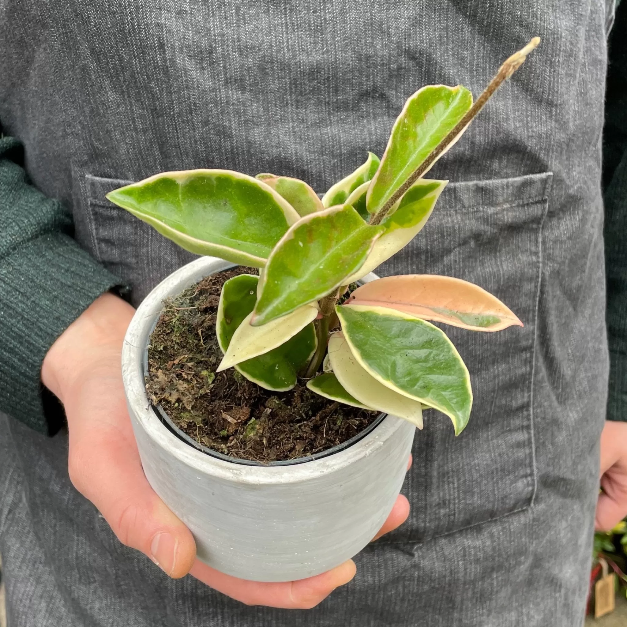 grow urban Hoya Carnosa ‘Albomarginata’- Hoya