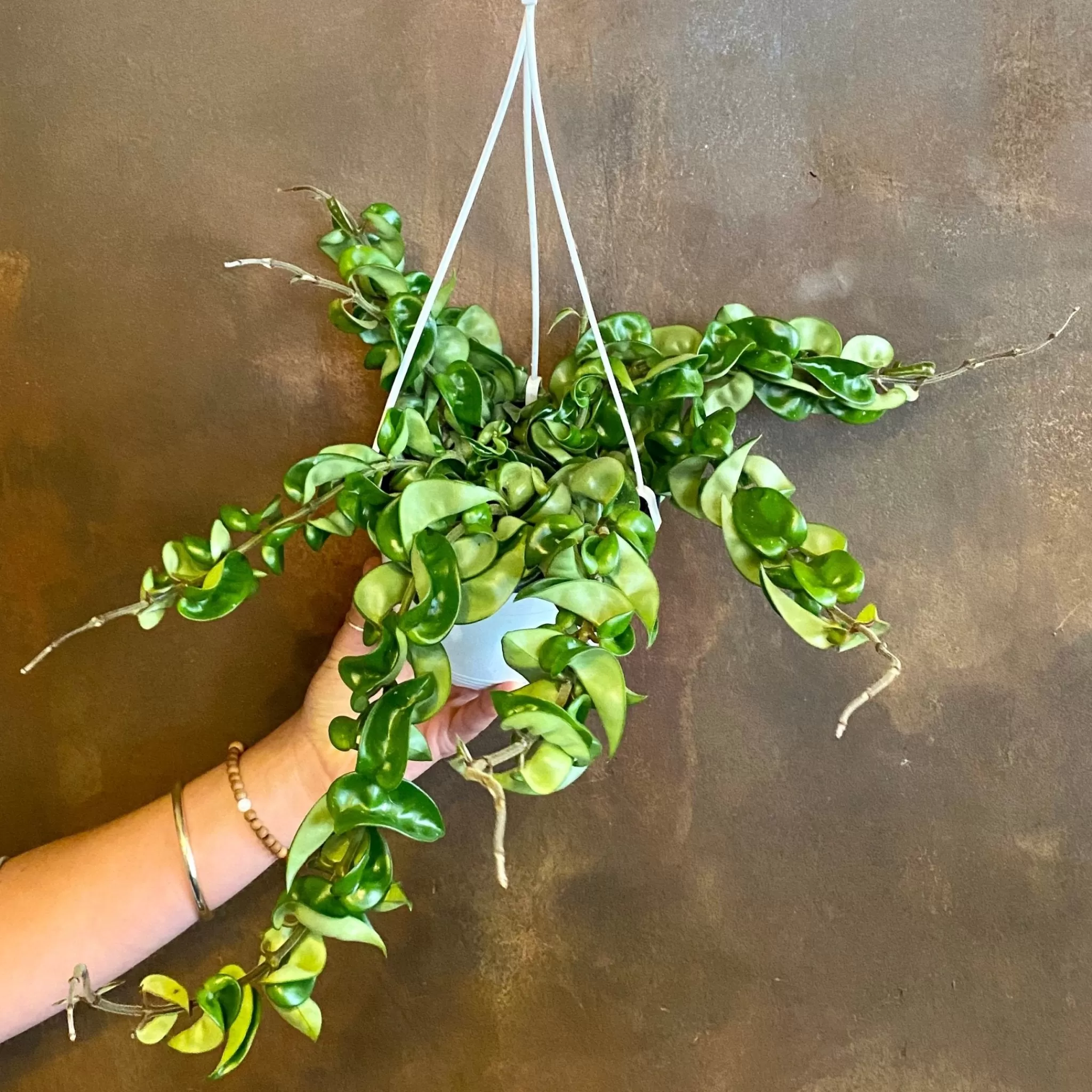 grow urban Hoya Carnosa ‘Compacta’- Hoya