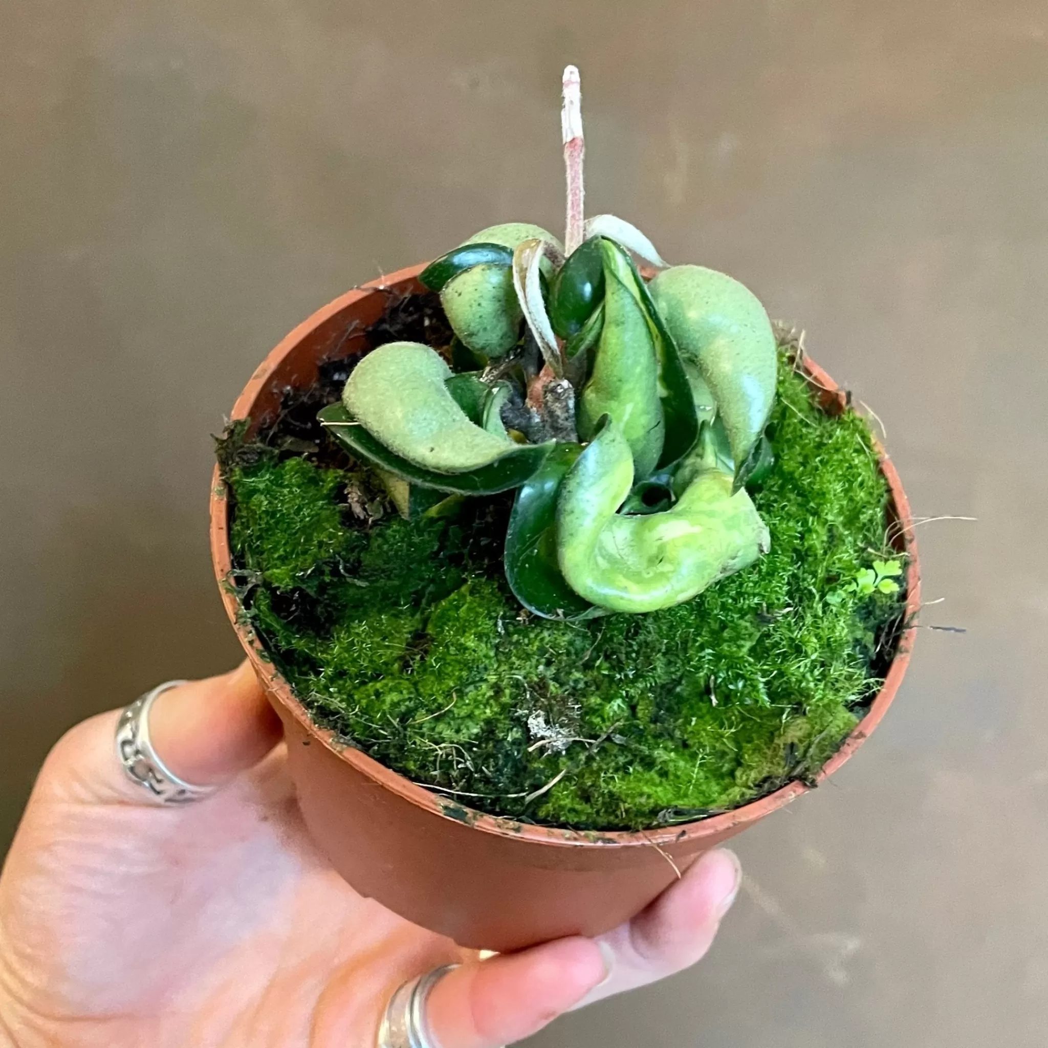 grow urban Hoya Carnosa 'Compacta Mauna Loa'- Hoya