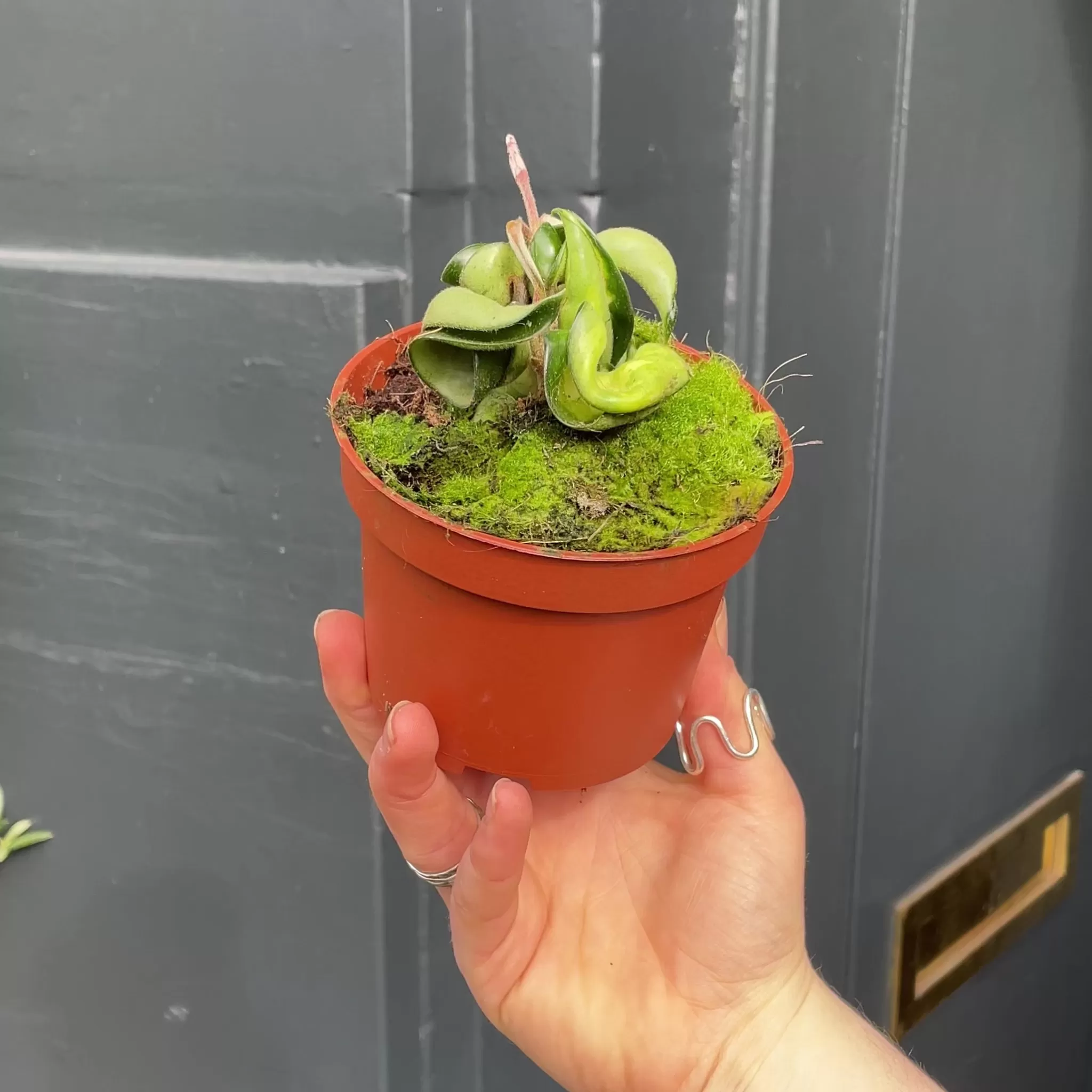 grow urban Hoya Carnosa 'Compacta Mauna Loa'- Hoya