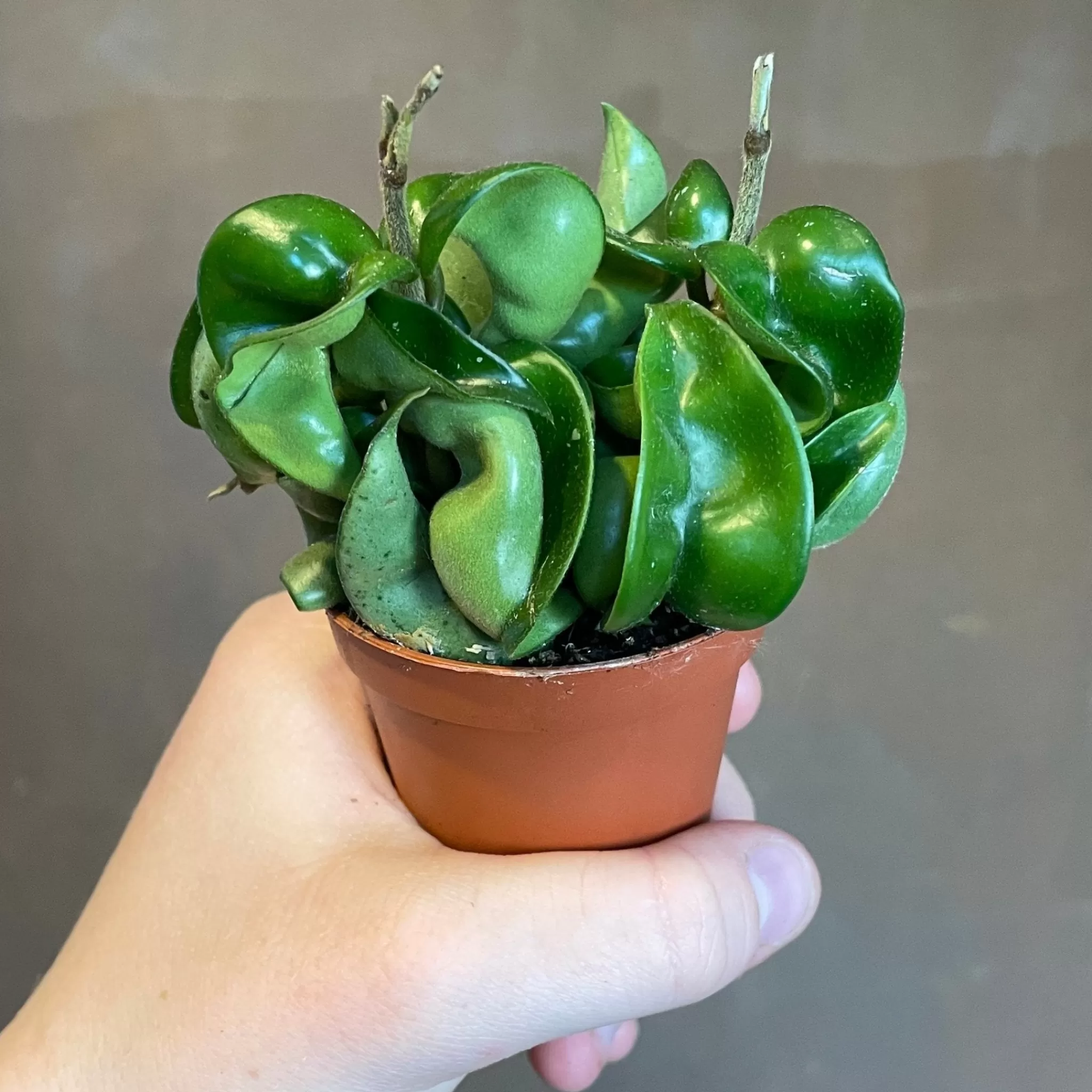 grow urban Hoya Carnosa ‘Compacta’ (mini)- Hoya