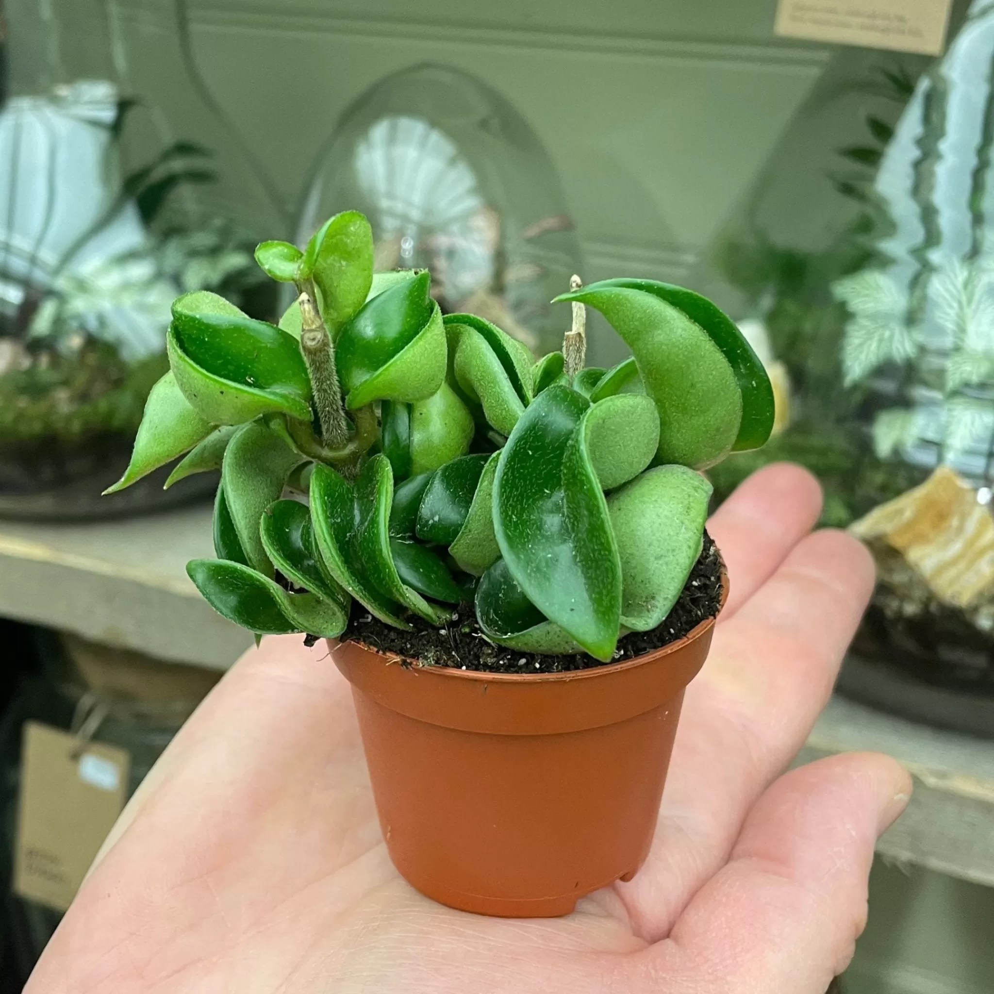 grow urban Hoya Carnosa ‘Compacta’ (mini)- Hoya