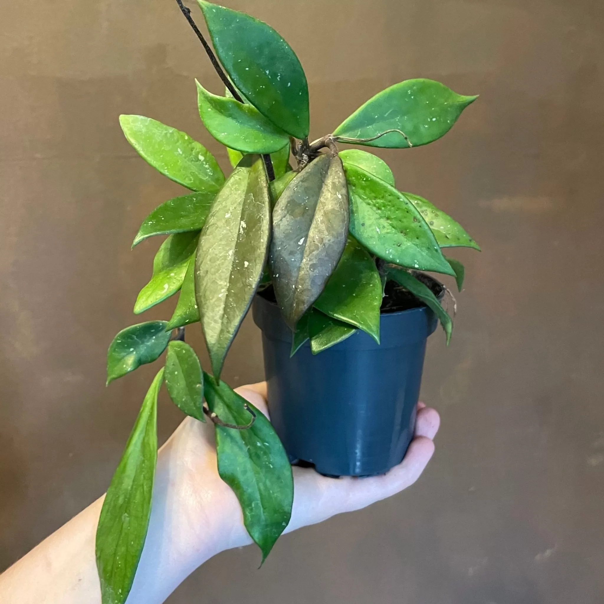 grow urban Hoya Carnosa 'Dark Red'- Hoya