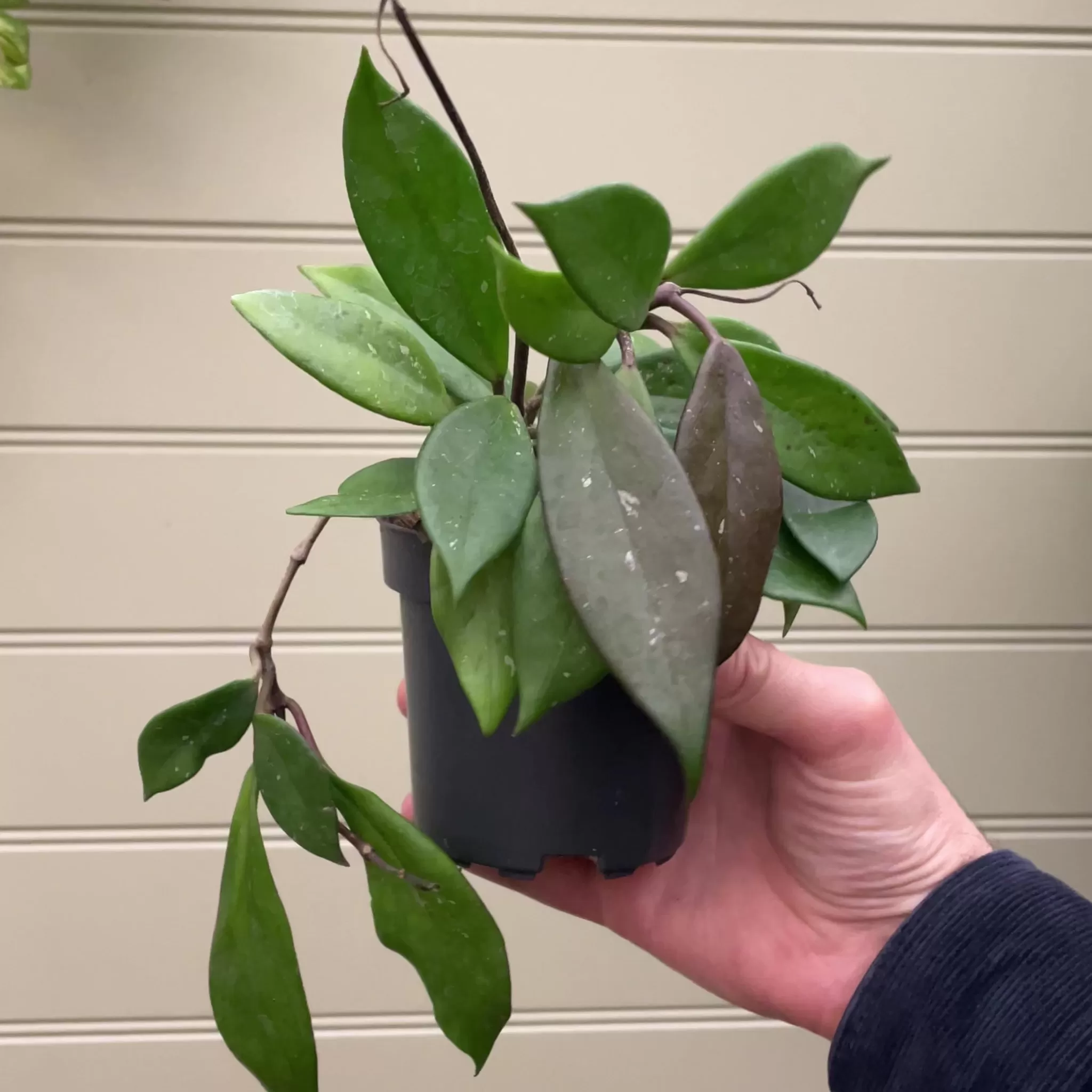 grow urban Hoya Carnosa 'Dark Red'- Hoya