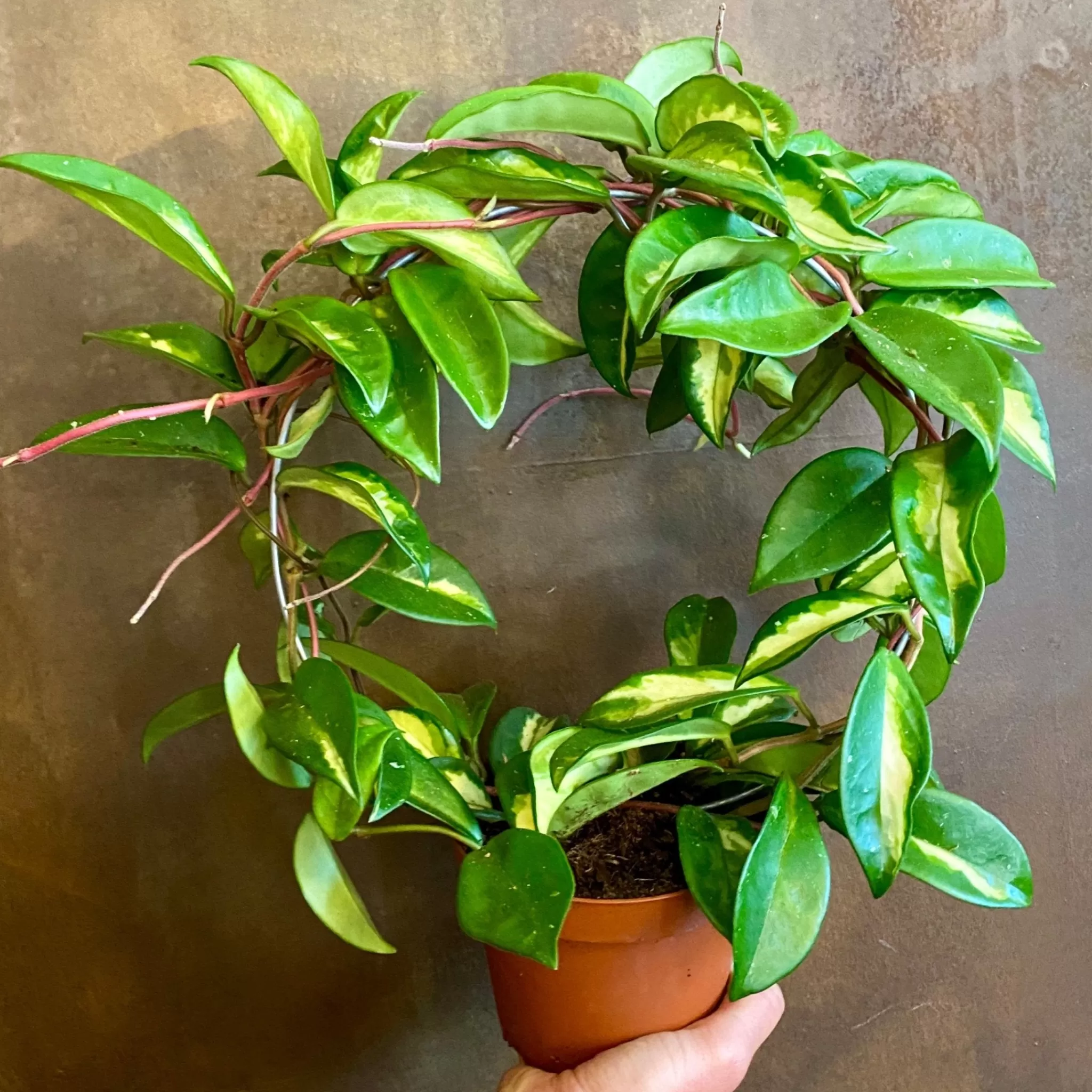 grow urban Hoya Carnosa 'Krimson Princess'- Hoya