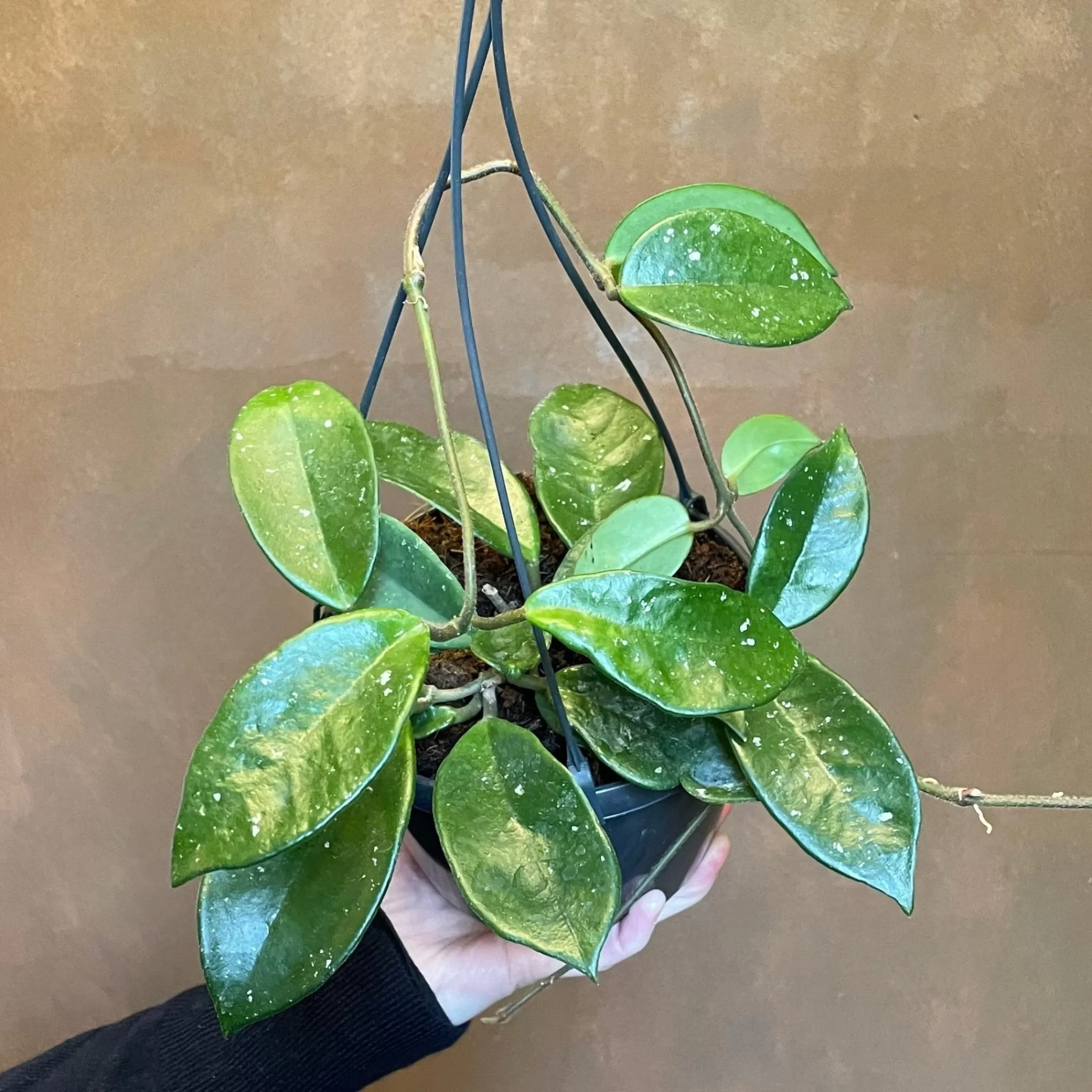 grow urban Hoya Carnosa ‘Silver Flake’- Hoya