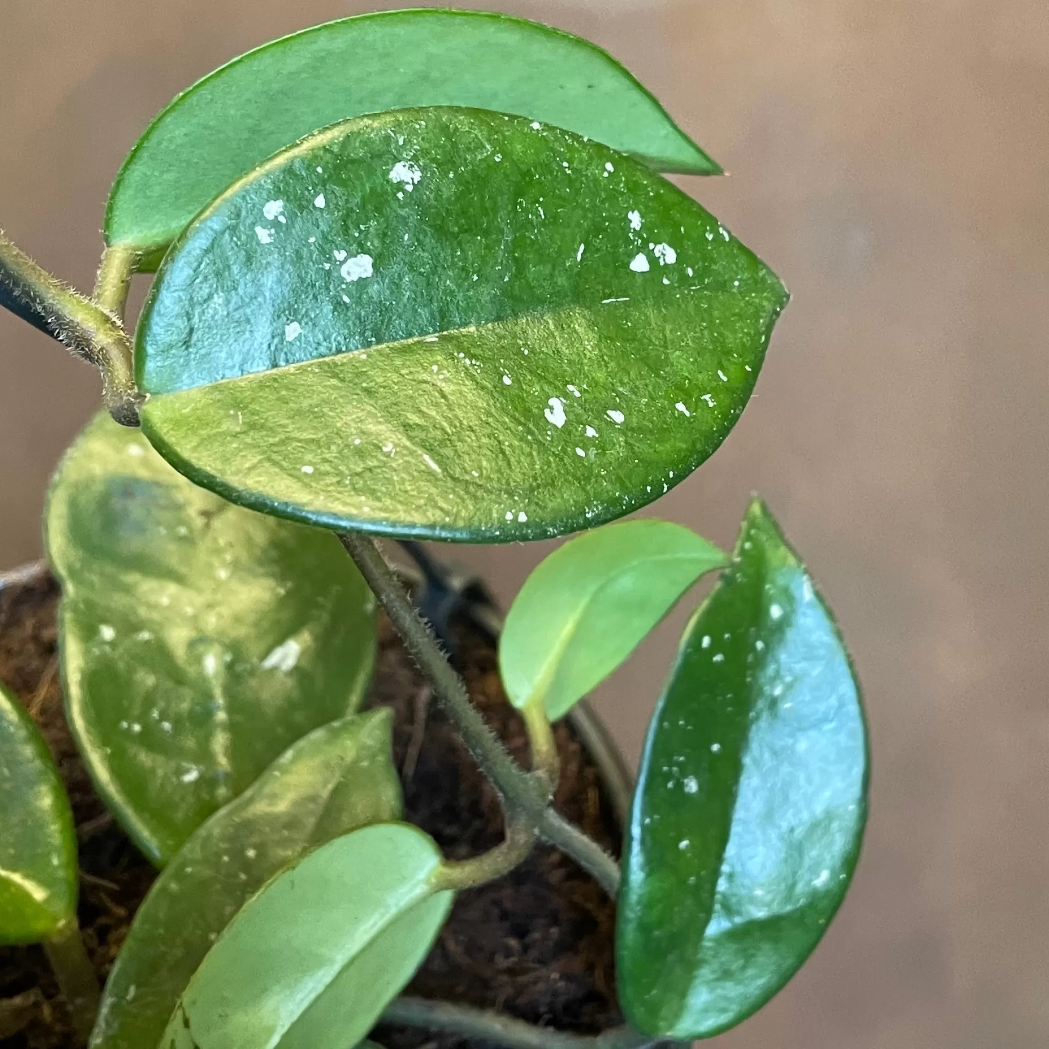 grow urban Hoya Carnosa ‘Silver Flake’- Hoya