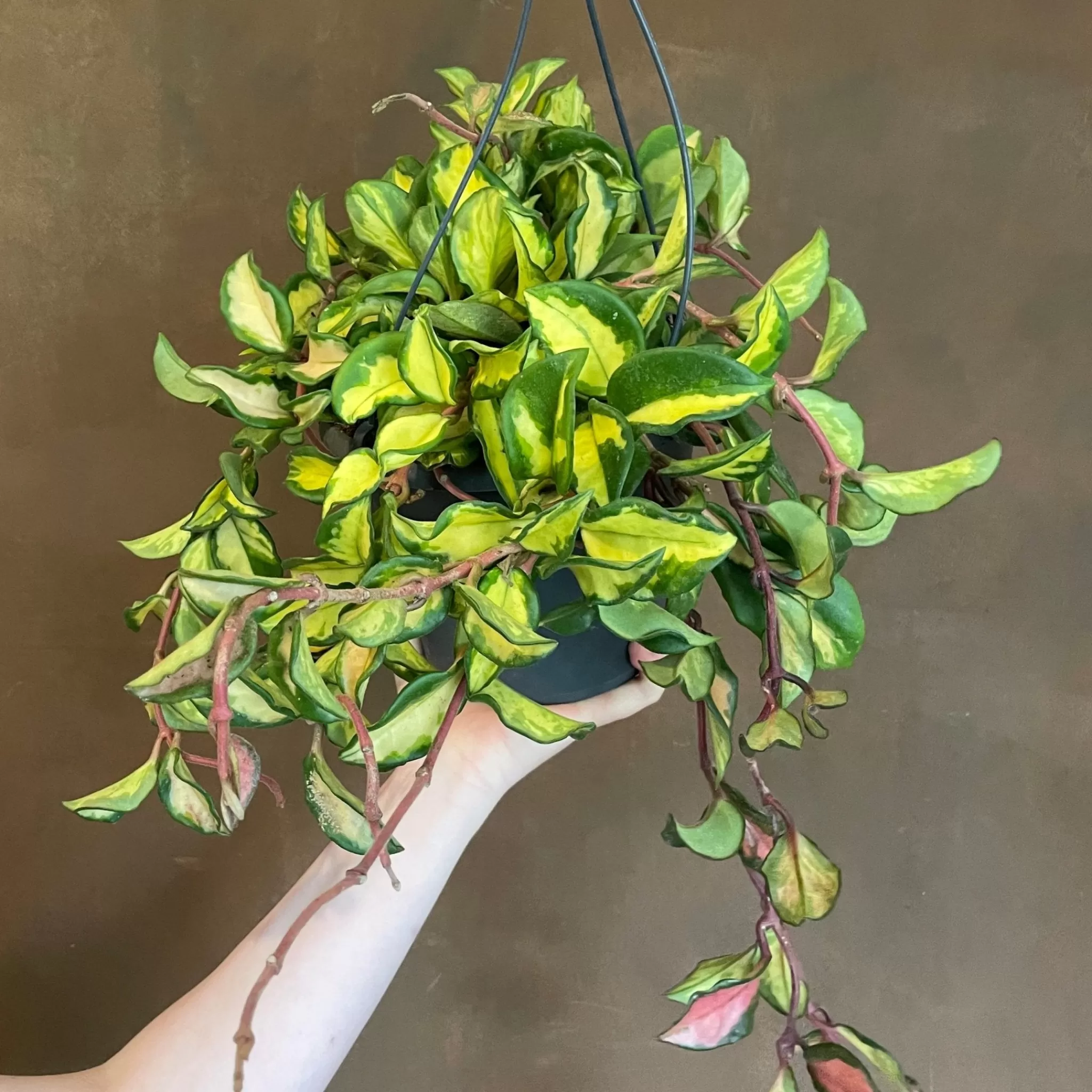 grow urban Hoya Carnosa ‘Tricolor’ (19cm Hangpot)- Hoya