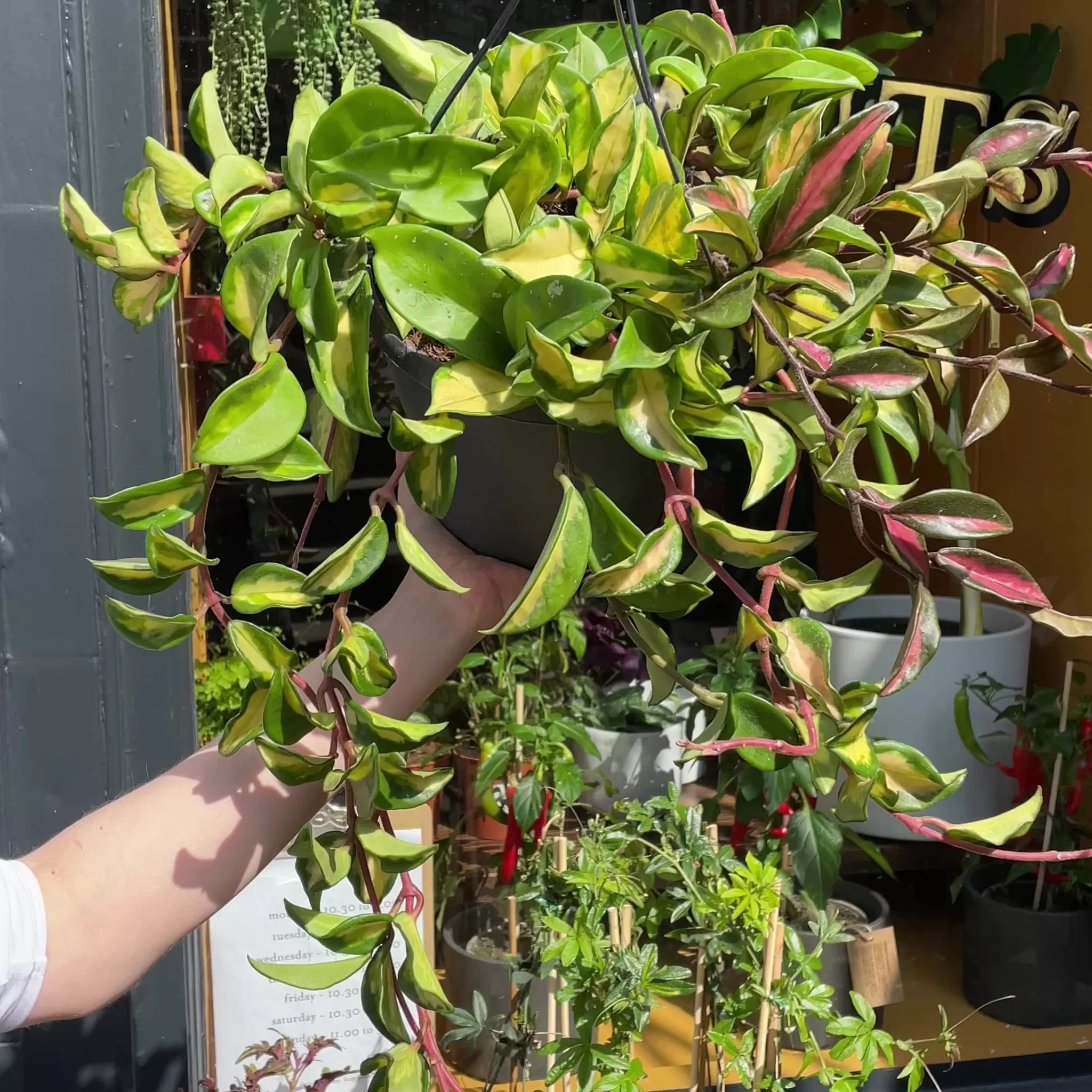 grow urban Hoya Carnosa ‘Tricolor’ (19cm Hangpot)- Hoya