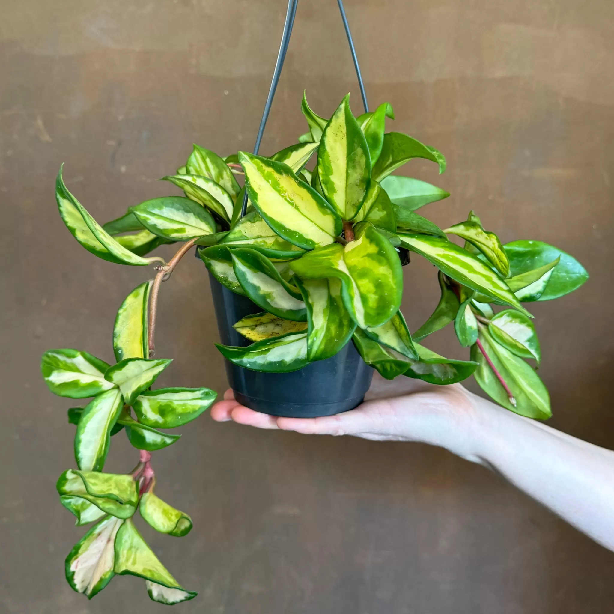 grow urban Hoya Carnosa ‘Tricolor’ (hangpot)- Hoya