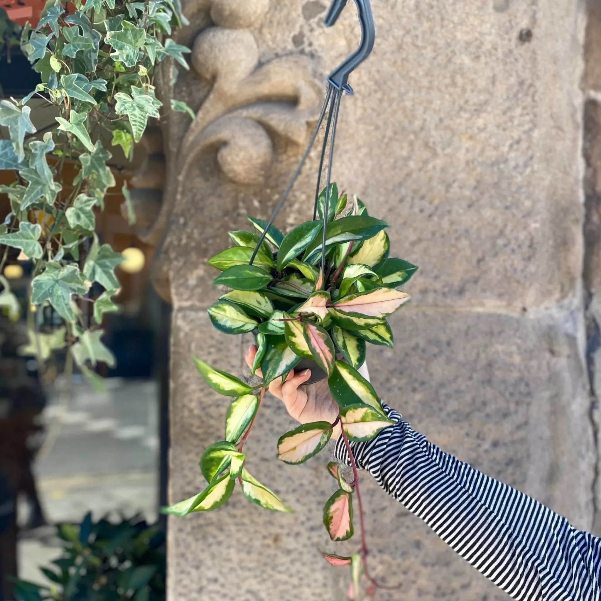 grow urban Hoya Carnosa ‘Tricolor’ (hangpot)- Hoya